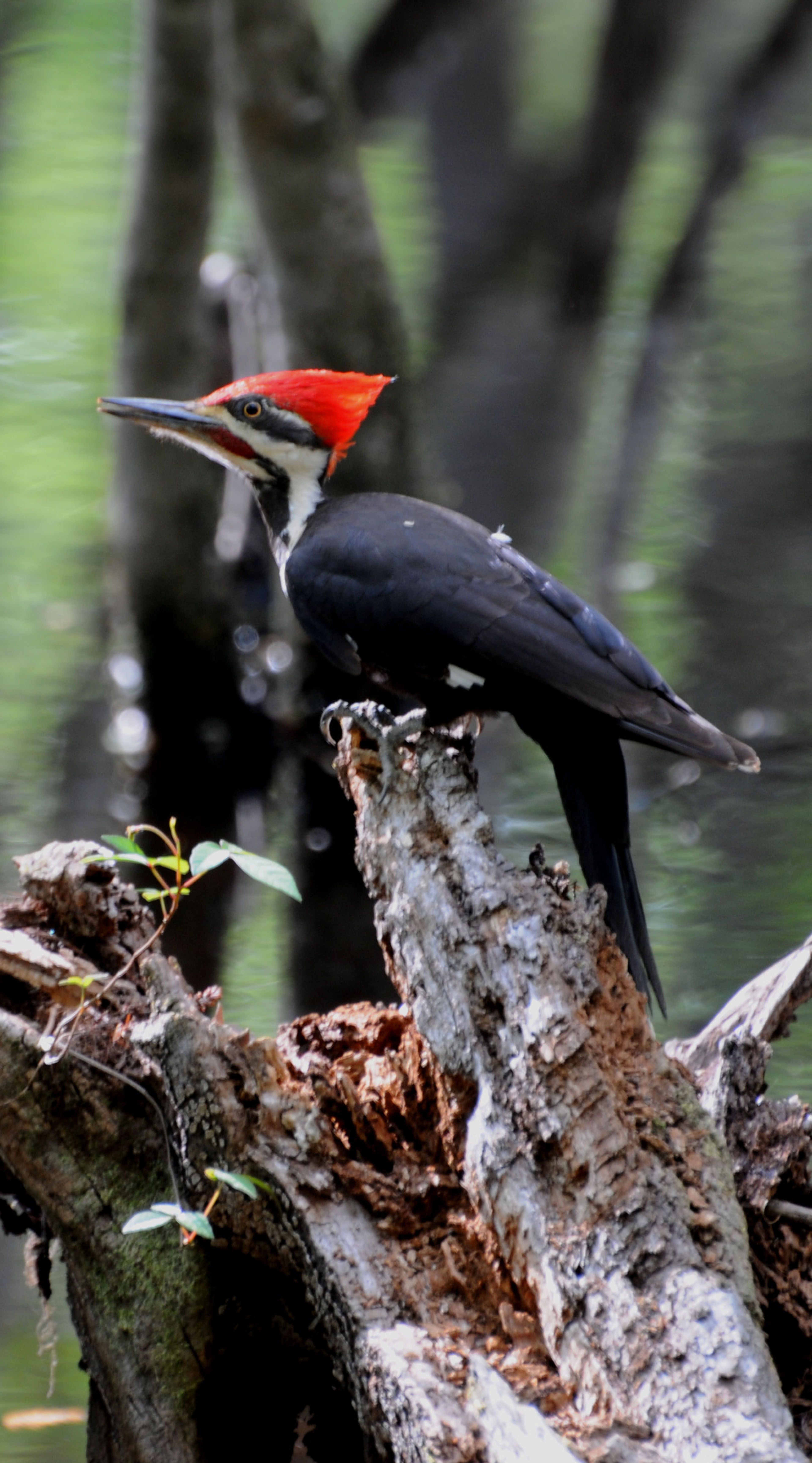 A Pileated Woodpecker investigates a fallen tree. Photo by Mark Musselman.