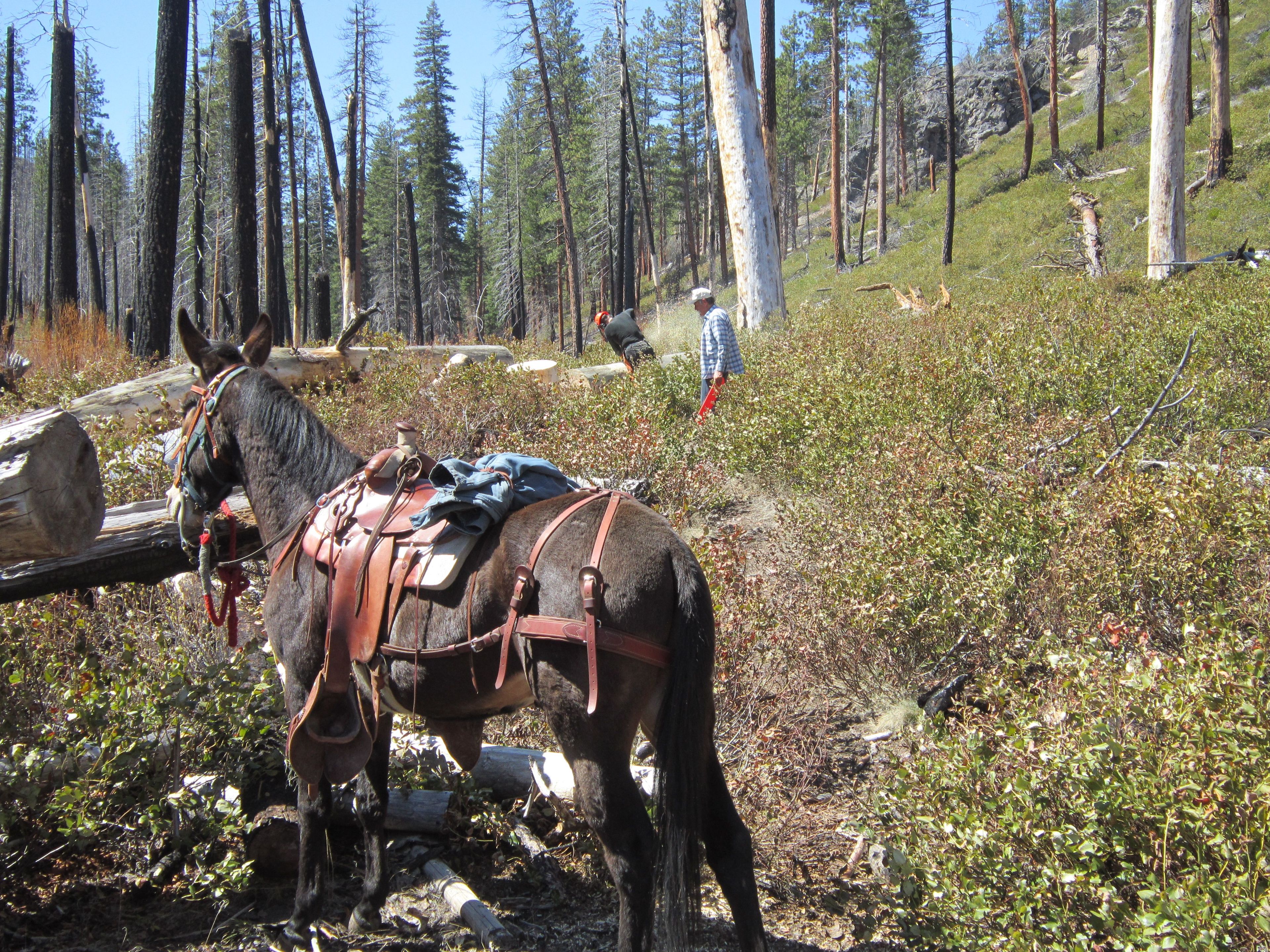 Silver Creek Marsh camp-trail clearing. Photo by Linda Thomas and Lane Thomas.