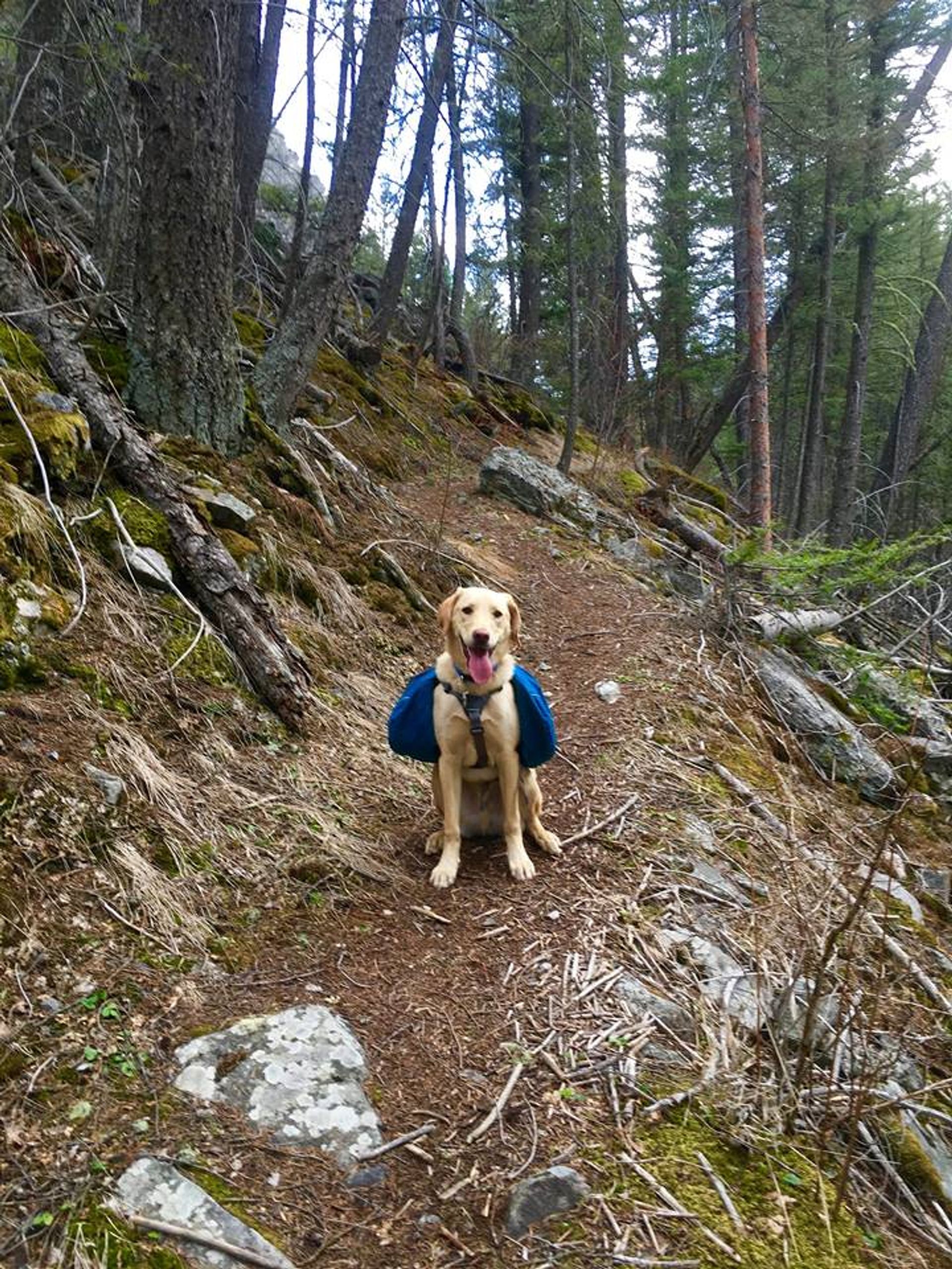 Finner on the trail. Photo by David Tucker.