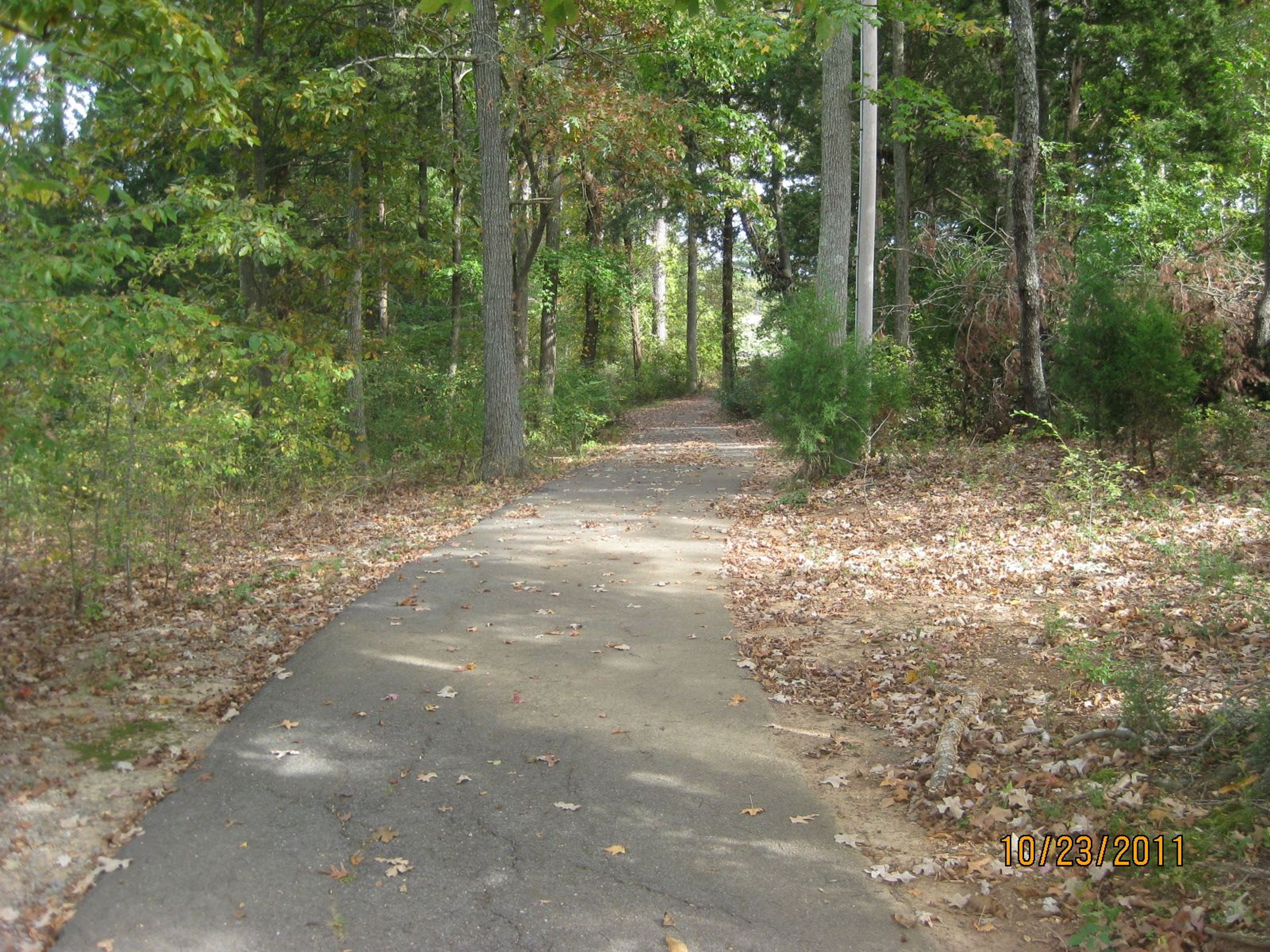 Trail between trees