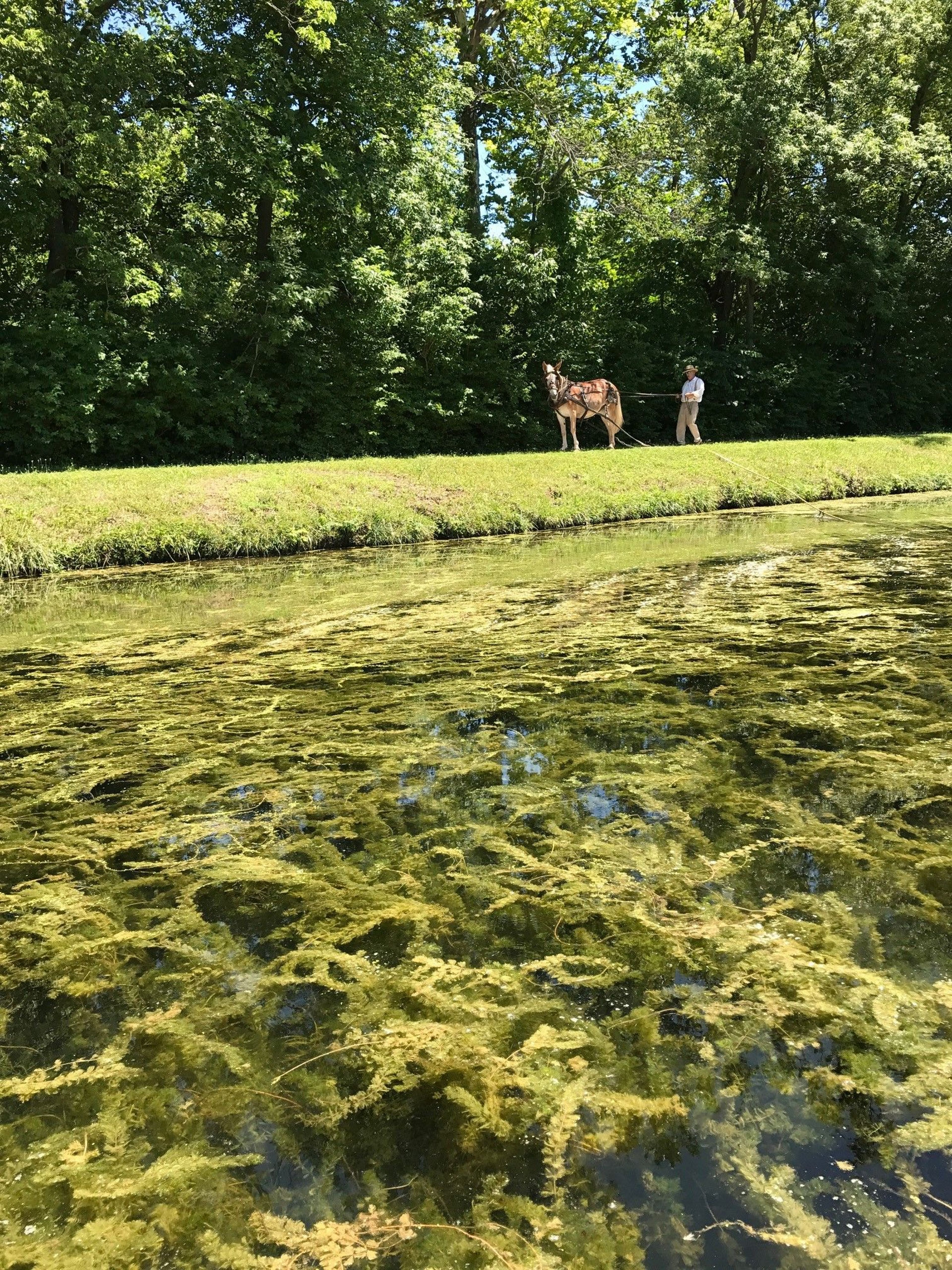 Canal Horse. Photo by Elizabeth Connor.