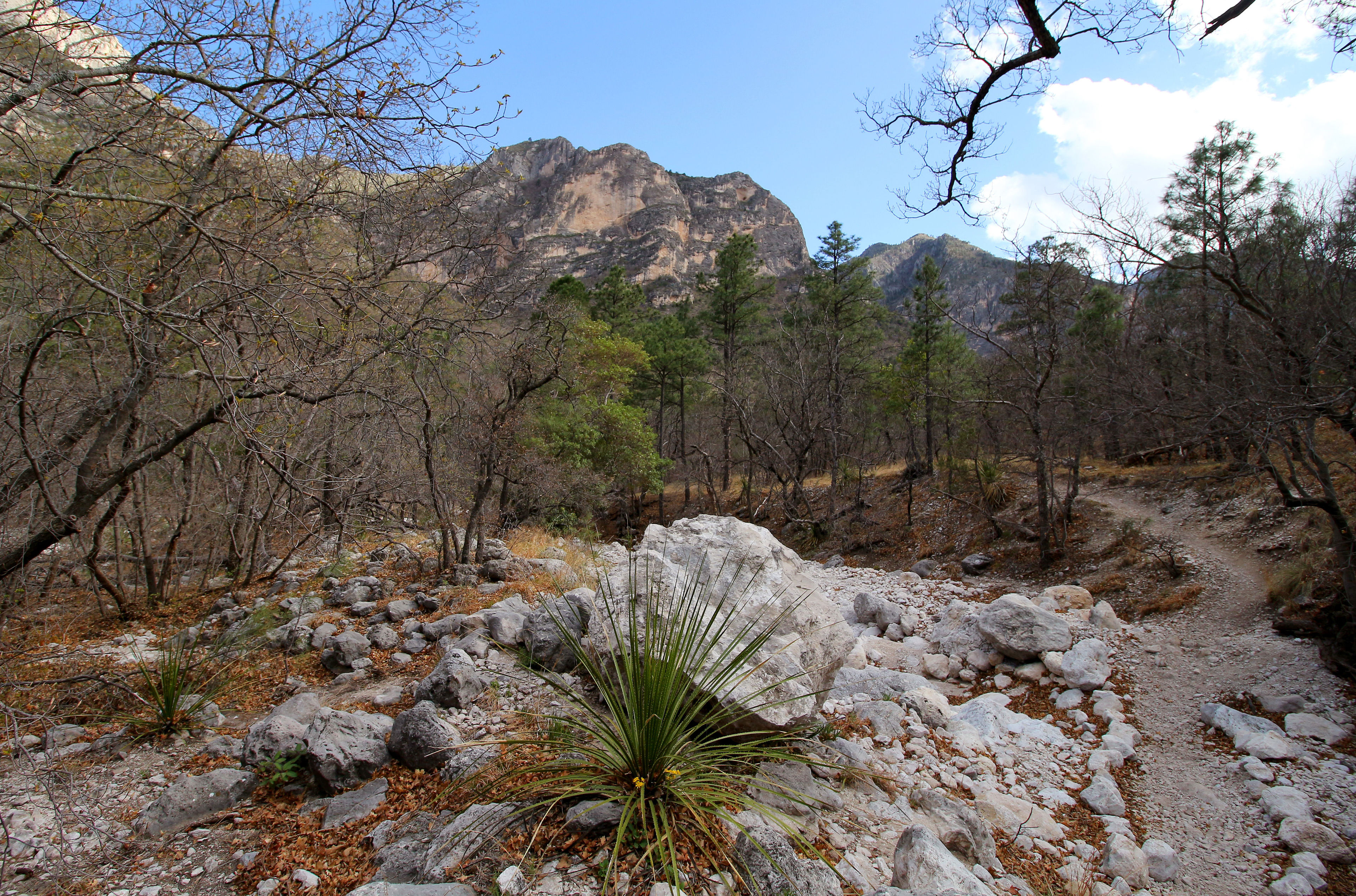 View along Guadalupe Ridge Trail in McKittrick Canyon in Guadalupe Mountains National Park, Texas. Credit: High Pointers Foundation and Colorado Mountain Club