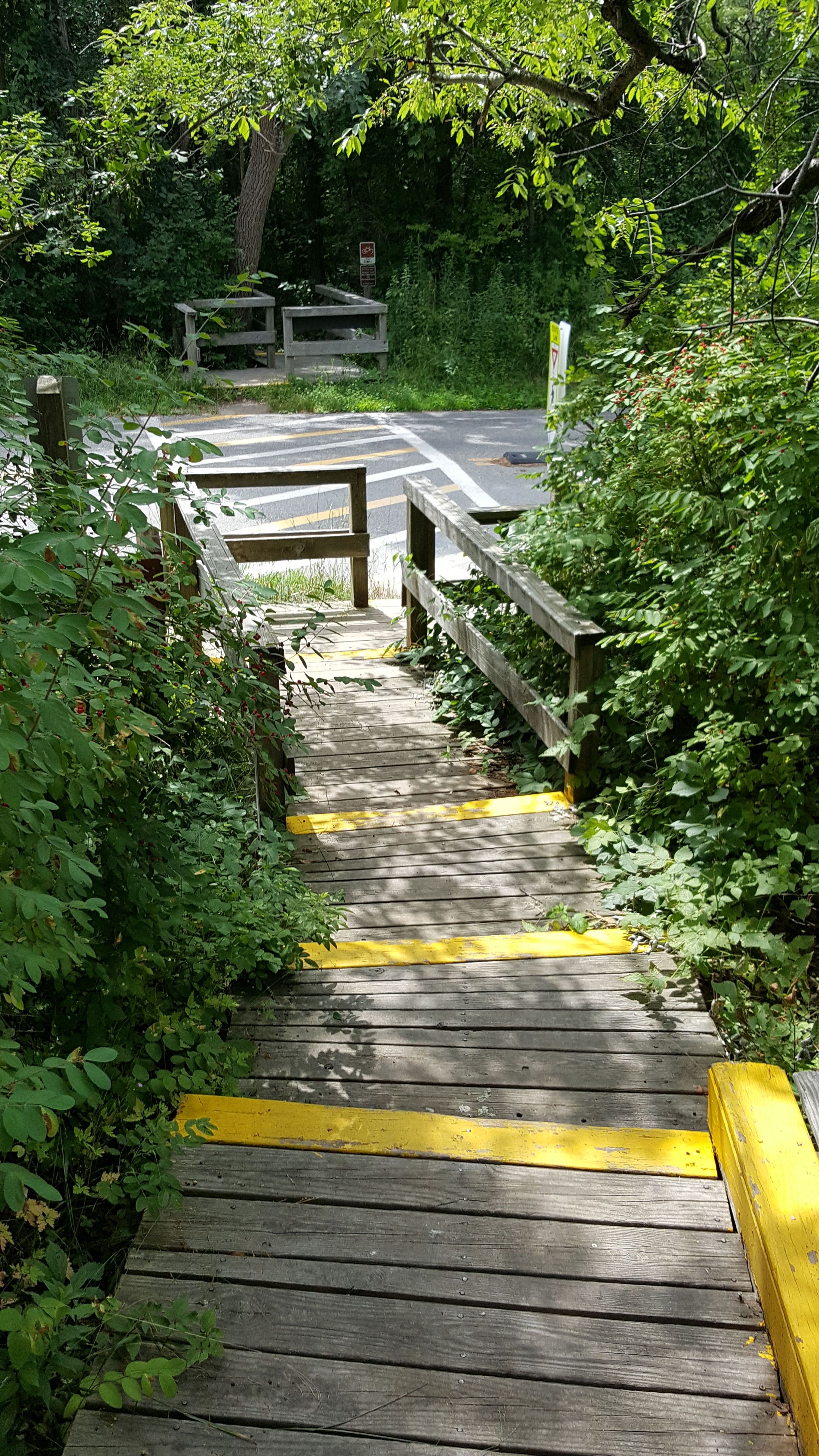 Road Crossing on Dune Loop. Photo by Andy Griffith.