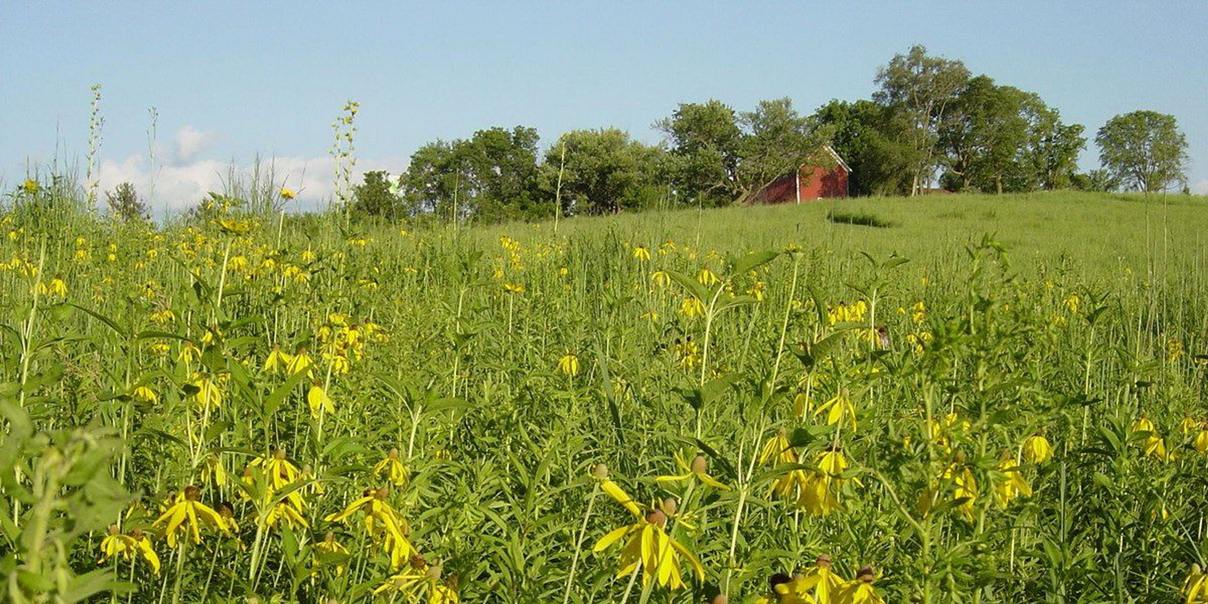 Tallgrass Prairie at Herbert Hoover Historical Site. Photo by NPS.