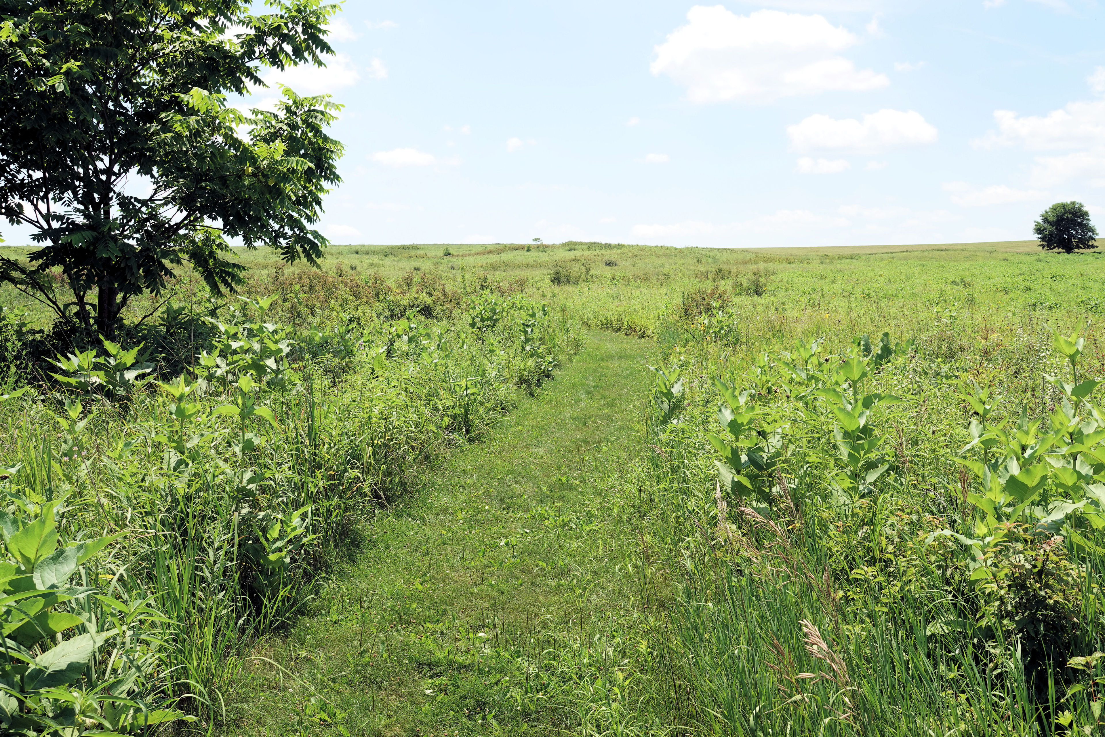 Herbert Hoover Prairie Trail - 7-10-18. Photo by Jim Walla.