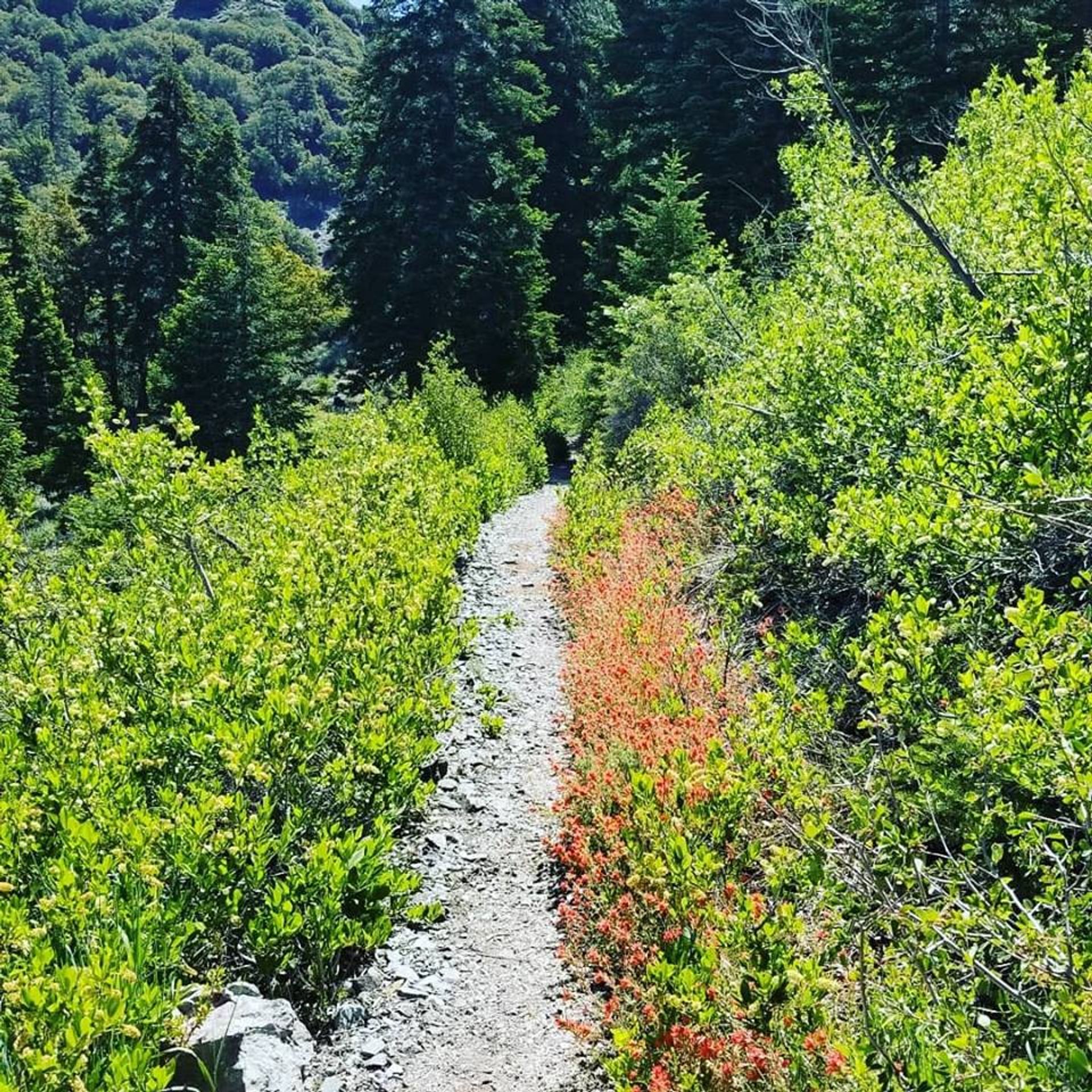 The Manzanita Trail is a section of the High Desert NRT. Photo by USFS.