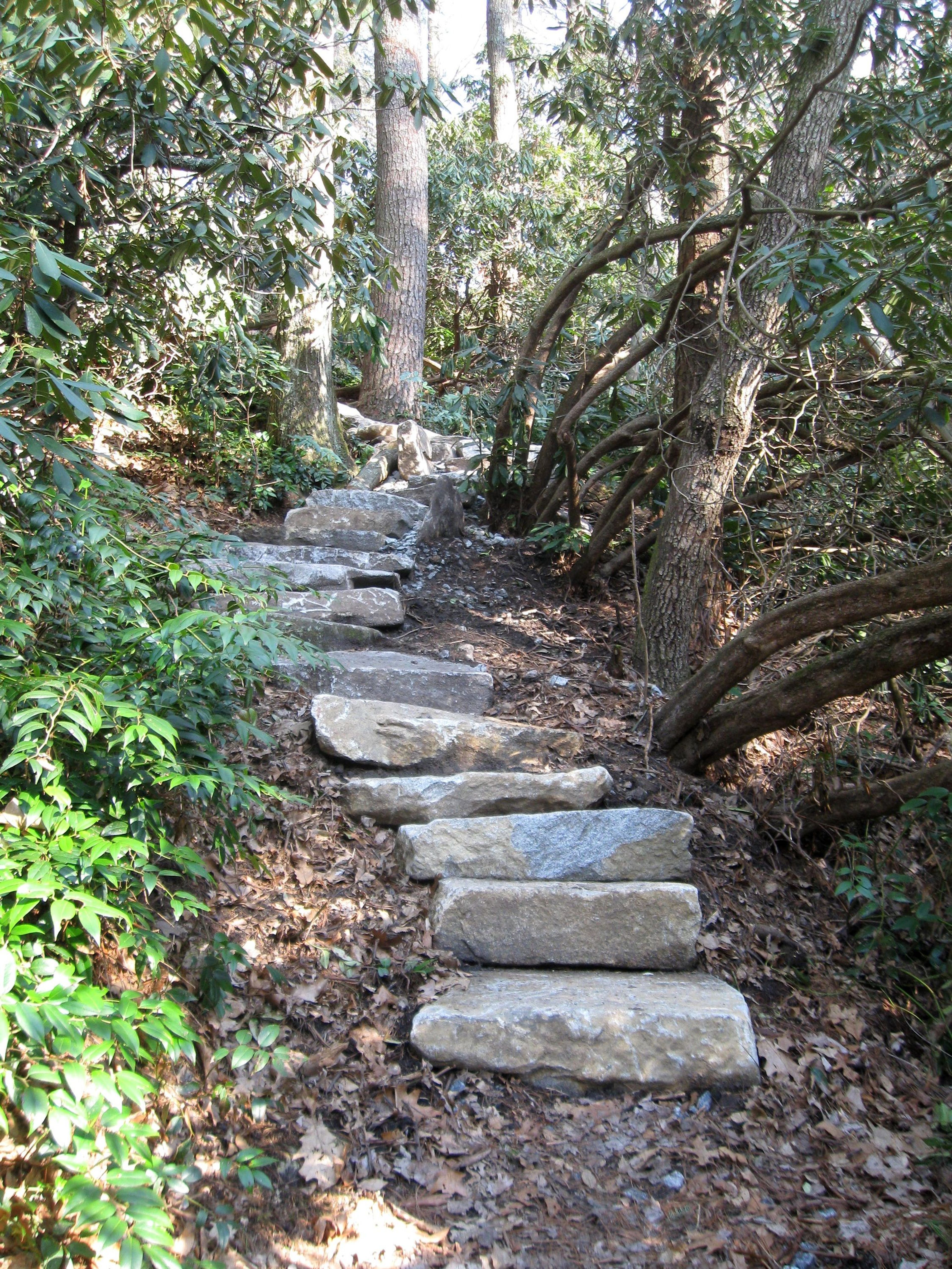 Steps on loop trail. Photo by Hillrie Quin.