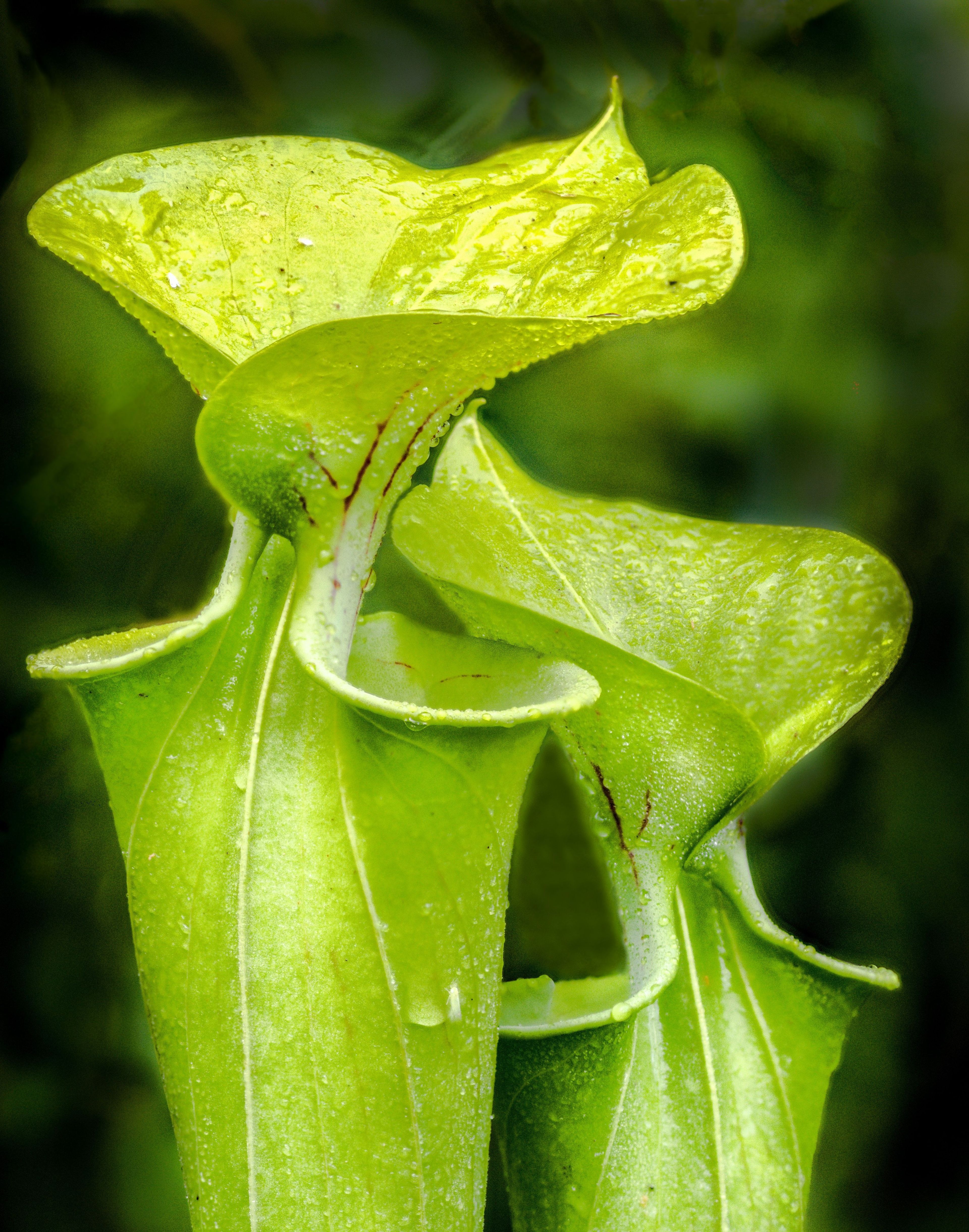 Entwined. Photo by Debbie Biddle.