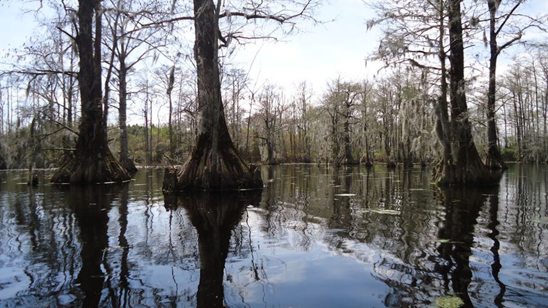 Bennett's Millpond. Photo by Chowan County TDA.