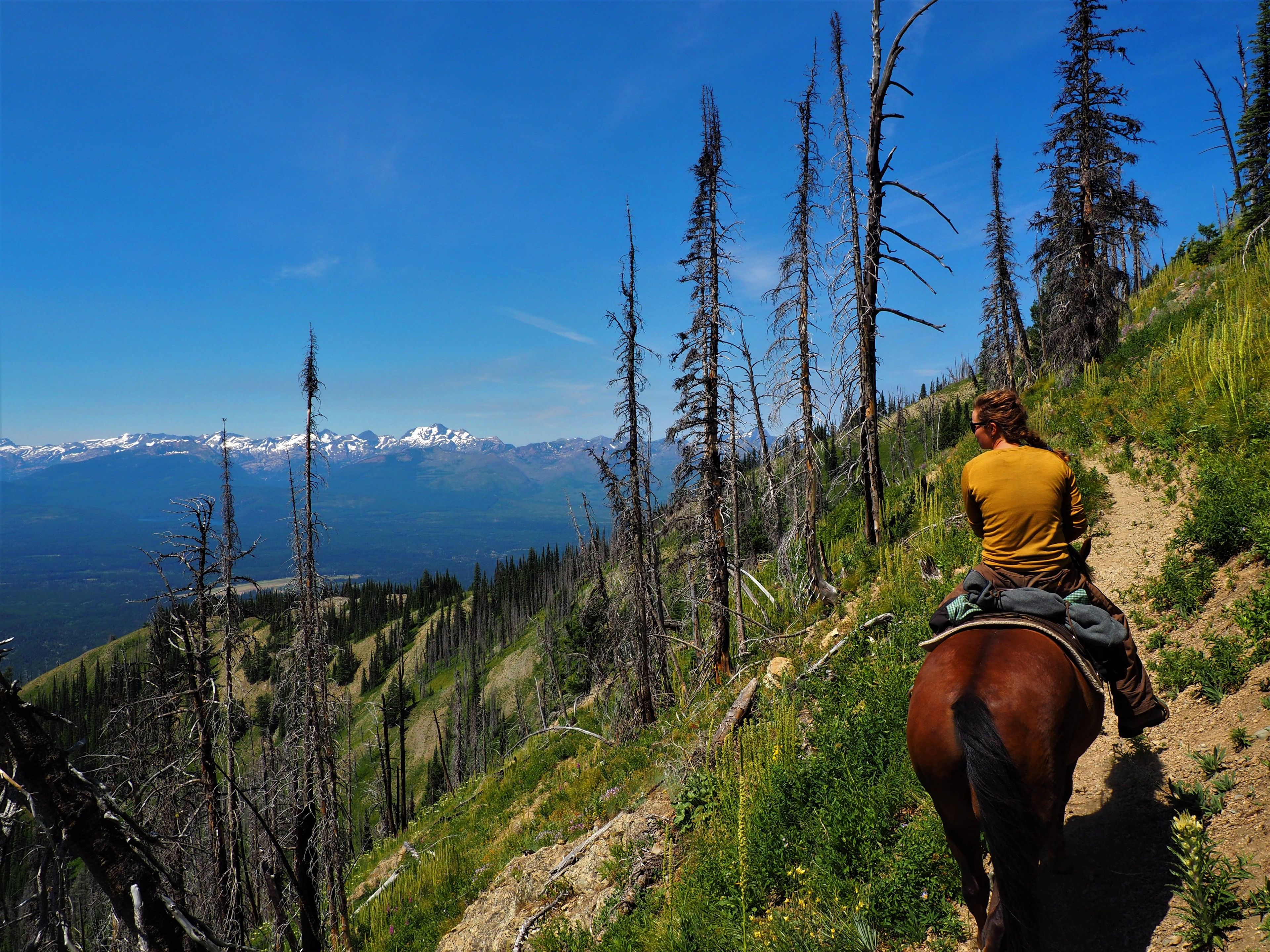 USFS employee trail crew. The horse, Lucky, has worked for the USFS more than 10 yrs. Photo by Fischer Gangemi.