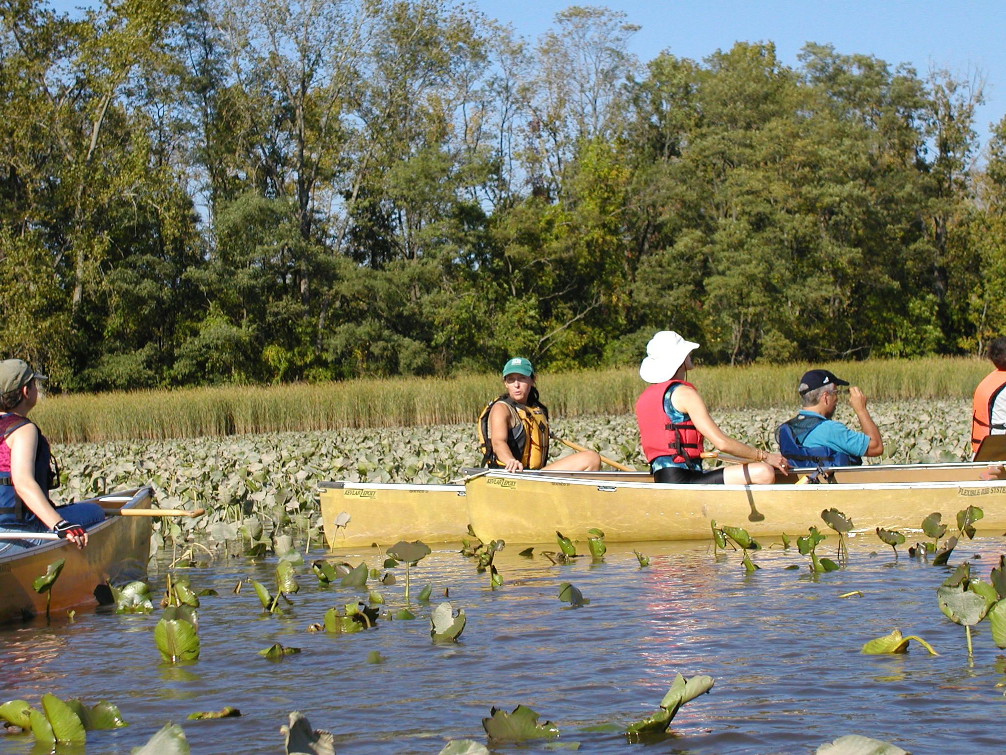 Paddlers take in the beauty of tidal wetlands