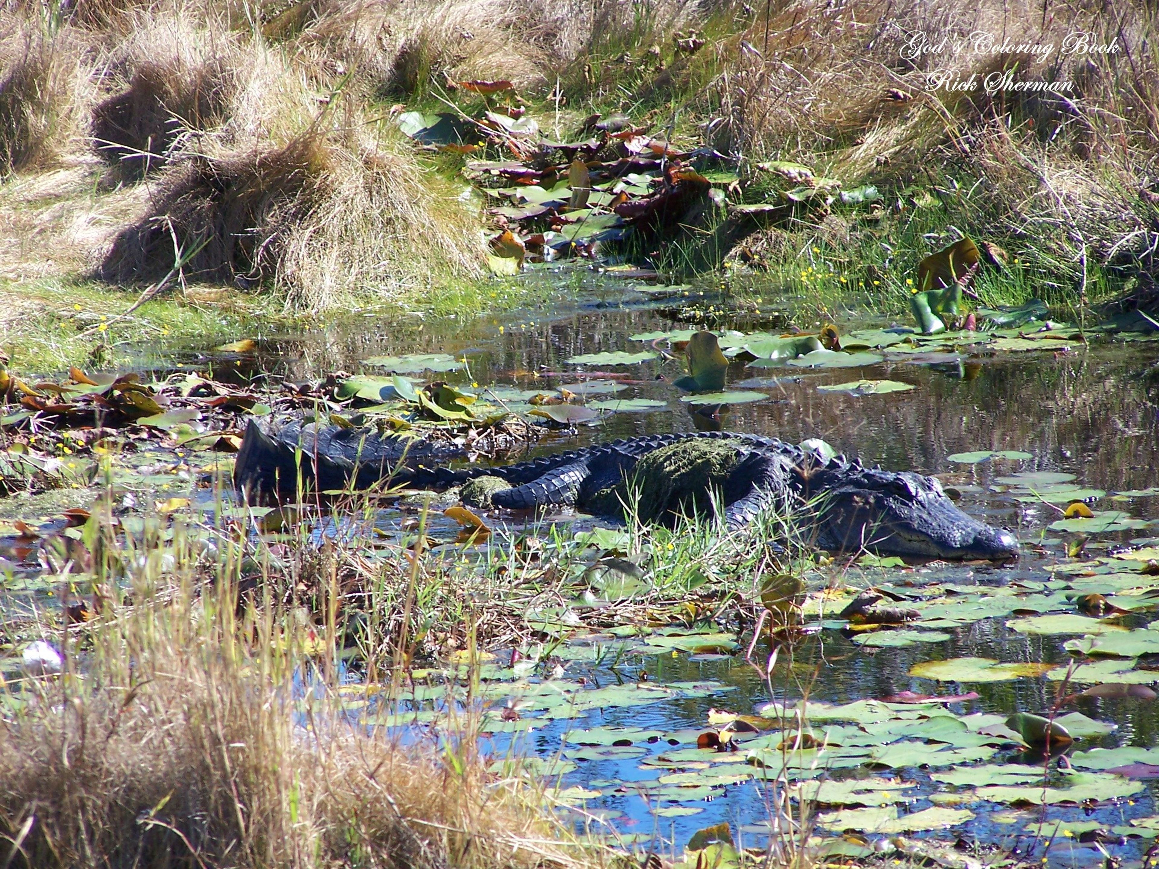 One of many alligators that can frequently be observed along the swamps and lakes of the NRT. Photo by Rick Sherman.