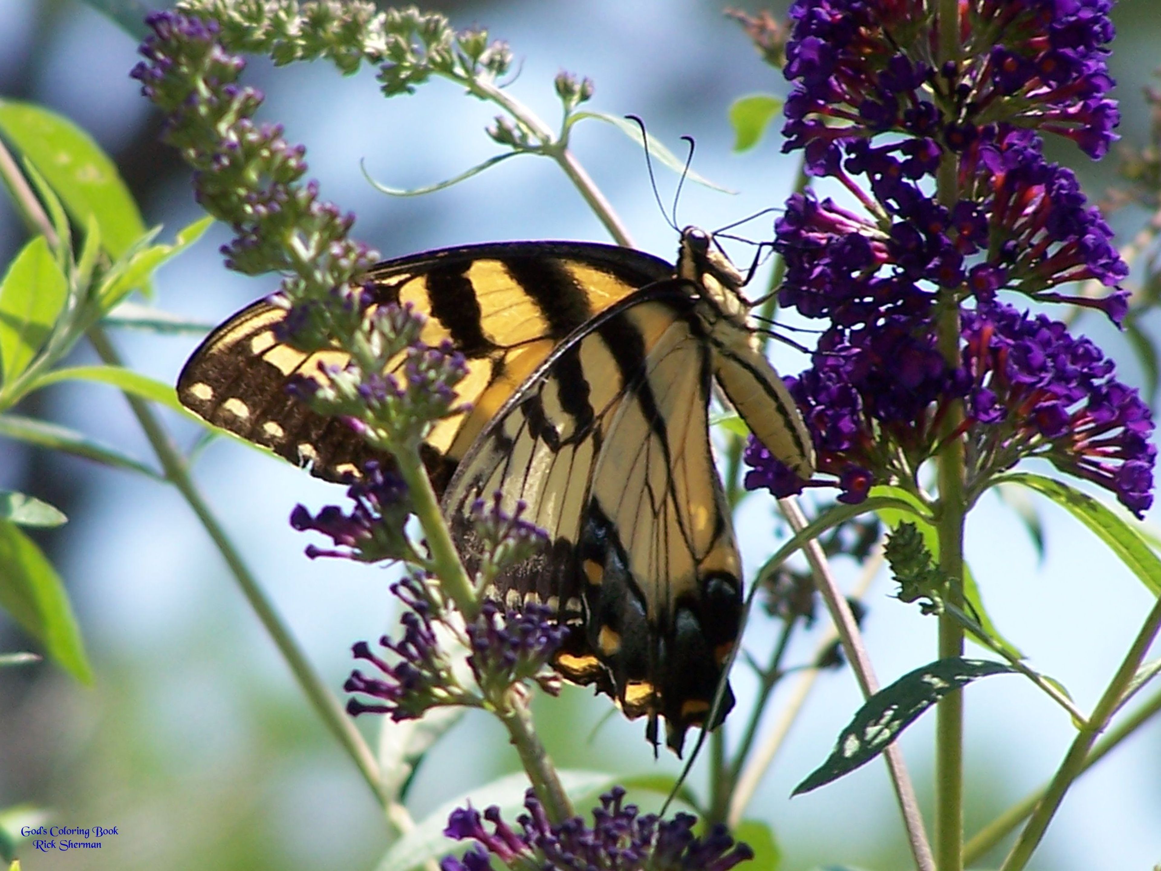 One of the many species of butterflies that inhabit the Backcountry Trail. Photo by Rick Sherman.