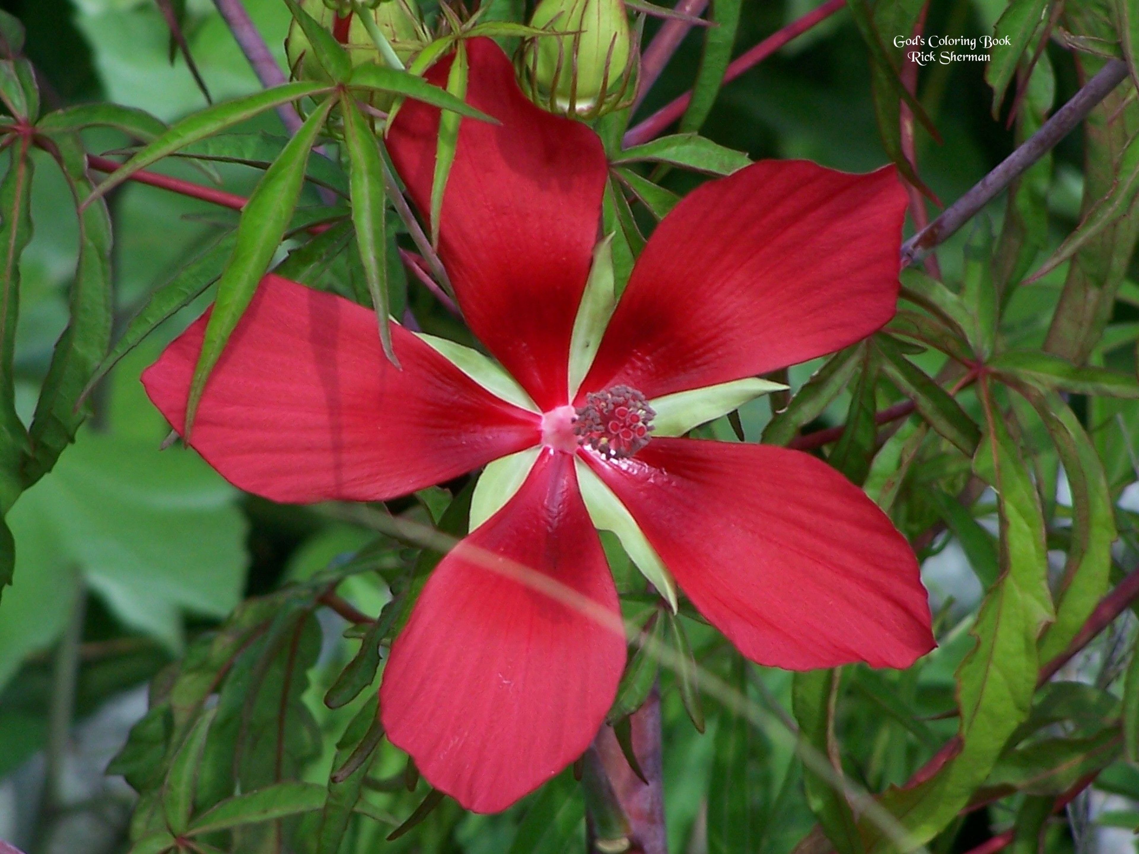 A wild Scarlet Hibiscus - extremely rare species, growing in the Backcountry Trail. Photo by Rick Sherman.