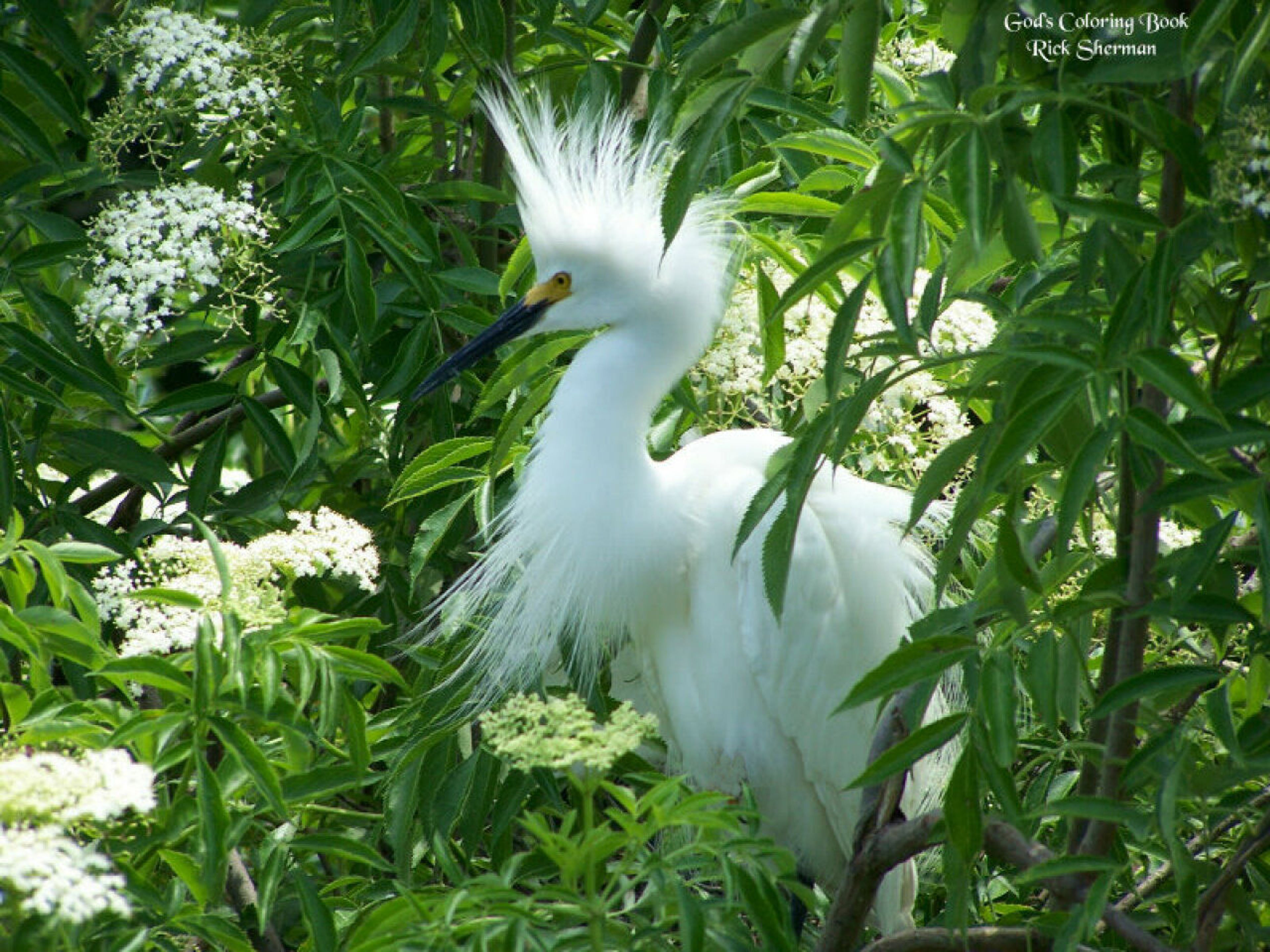 A male Snowy Egret trying to attract a mate in the Backcountry Trail. Photo by Rick Sherman.