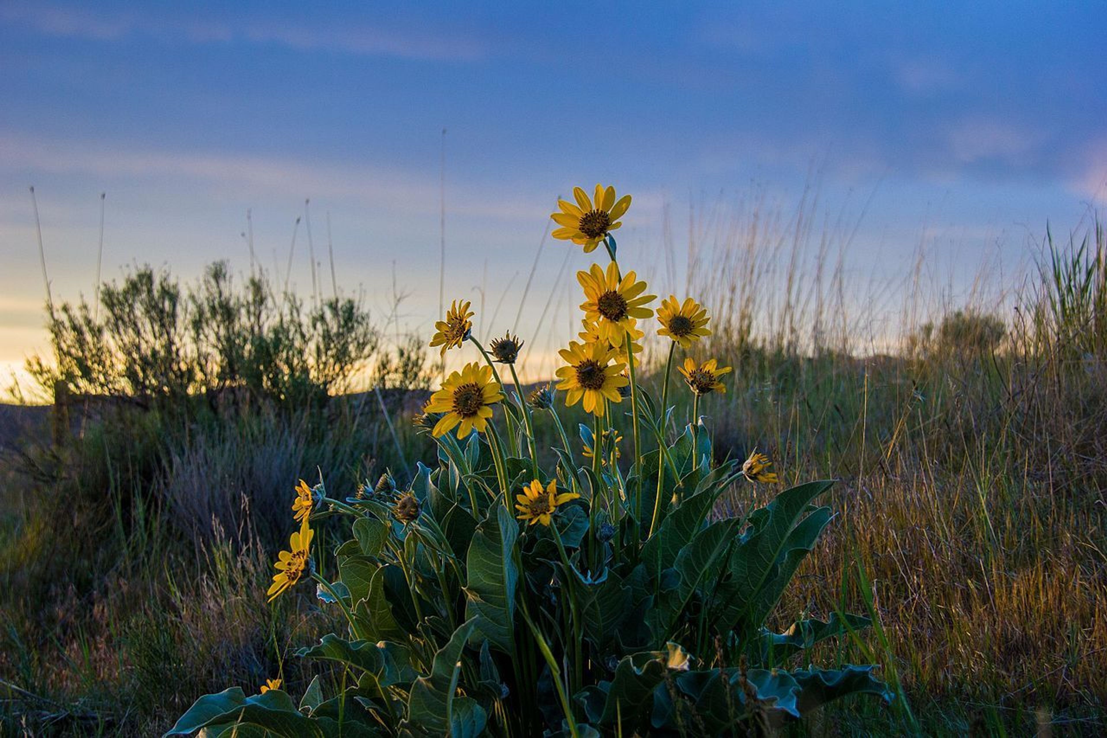 Hulls Gulch Sunflowers. Photo by BLM Idaho/wiki.