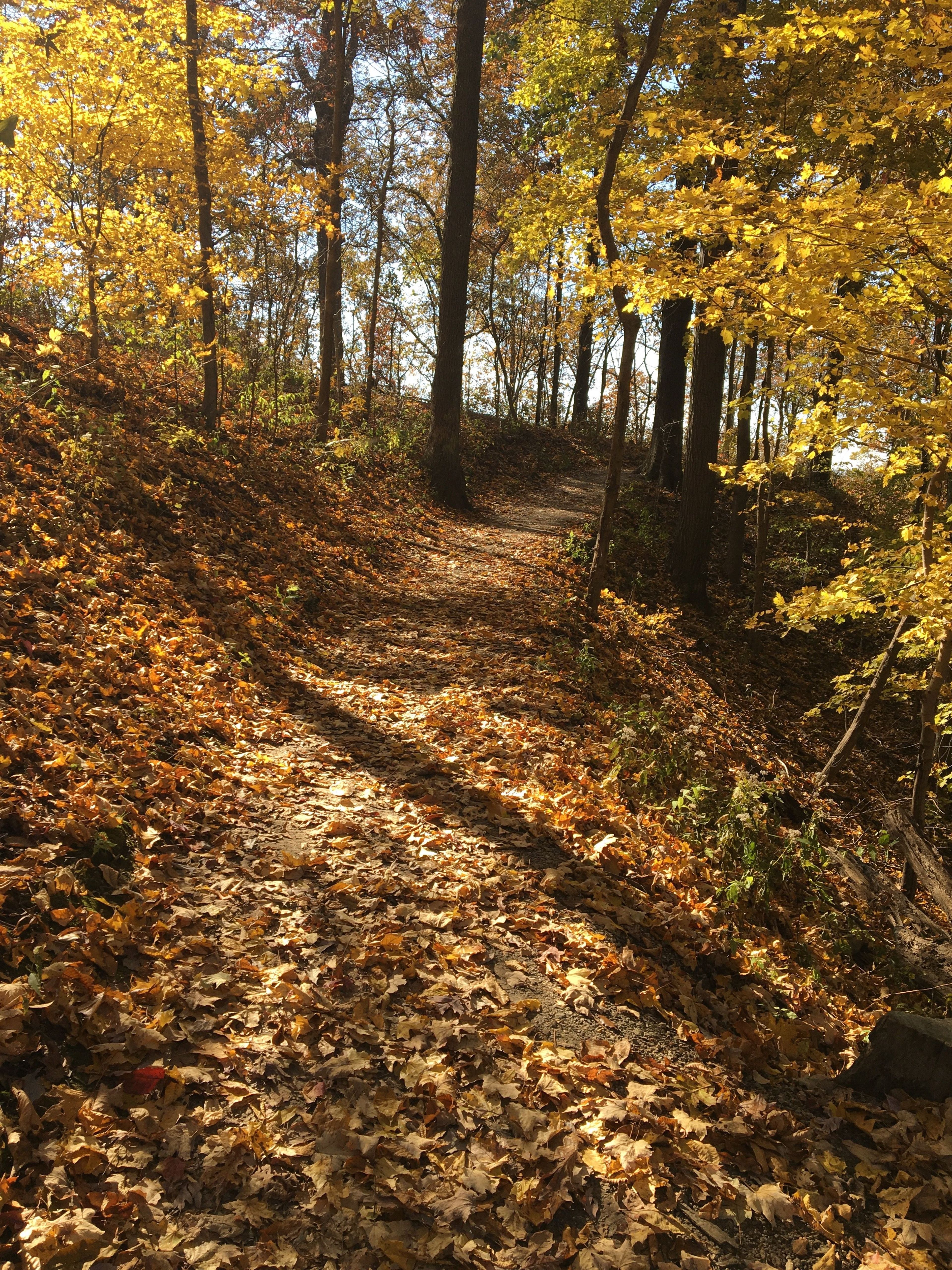 Inspiration Point is a 0.8-mile point-to-point trail with a natural surface. Photo by Donna Kridelbaugh.