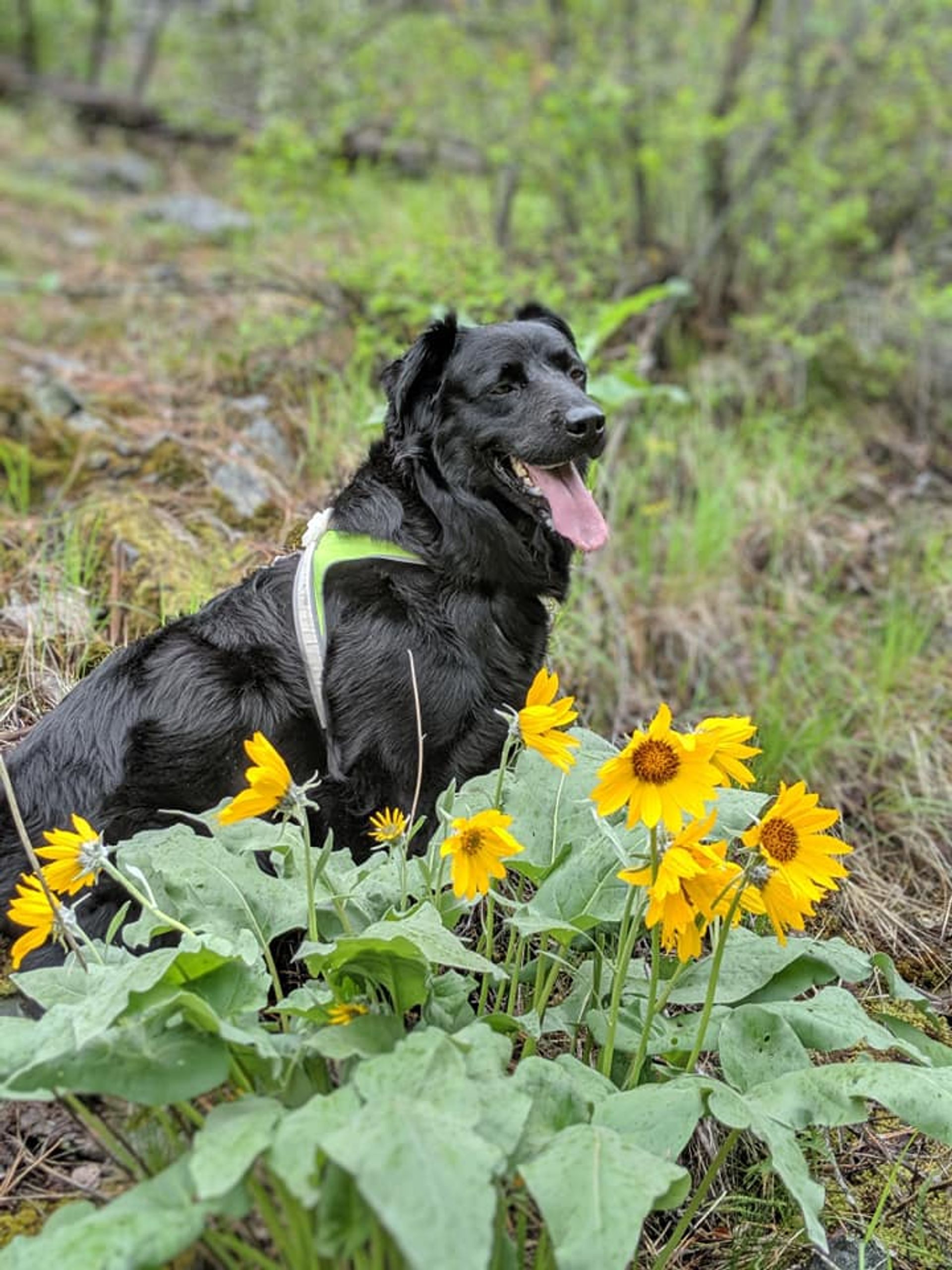 Tera on the trail. Photo by Phoebe Fortunate.