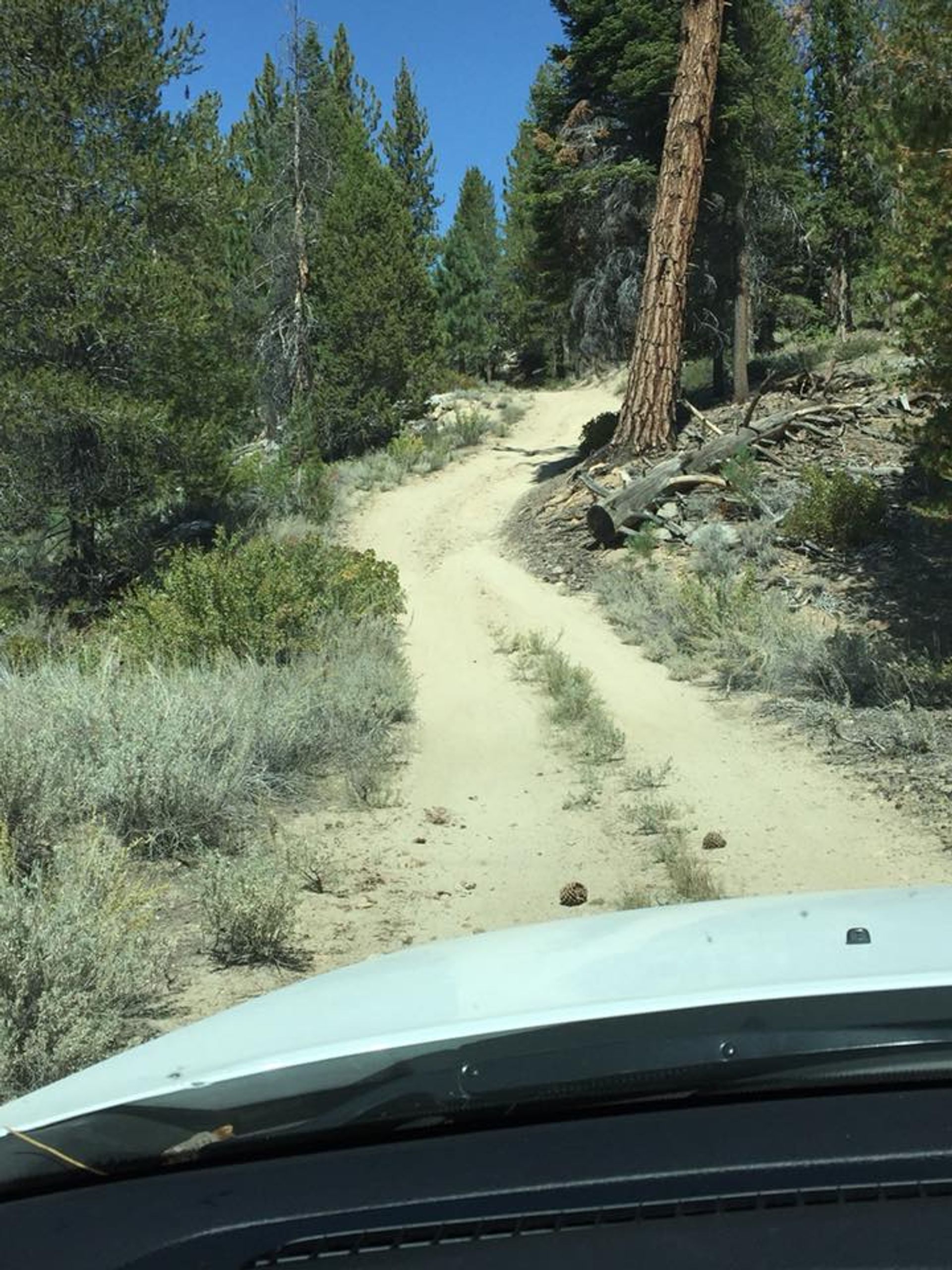 Trail view. Photo by Troy Meadows, Sequoia NF.