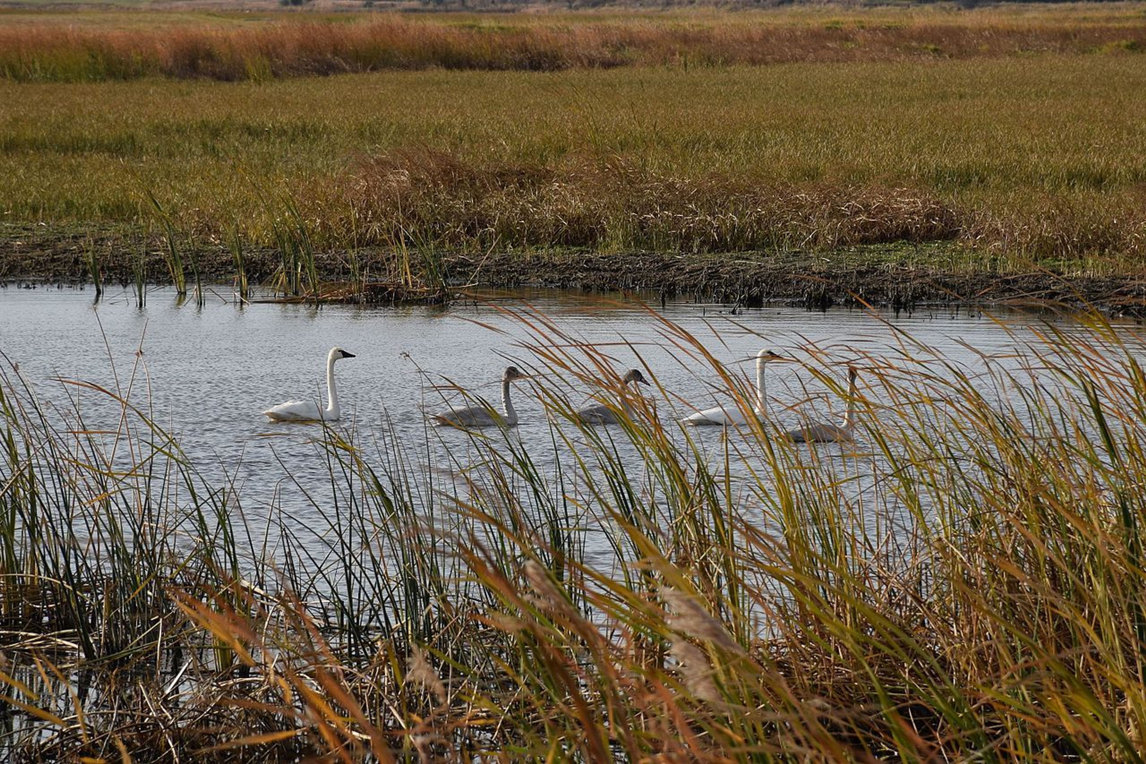 Tundra swans at the refuge. Photo by Colette Guariglia/USFWS.