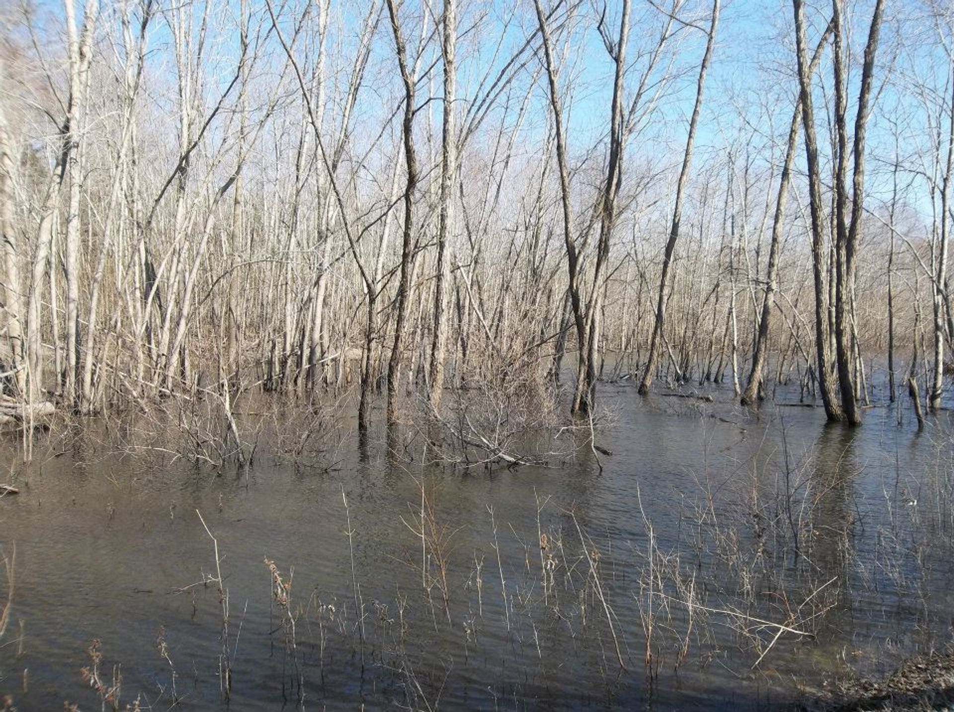 Johnson Tract Natural Area wetlands. Photo by USACOE.