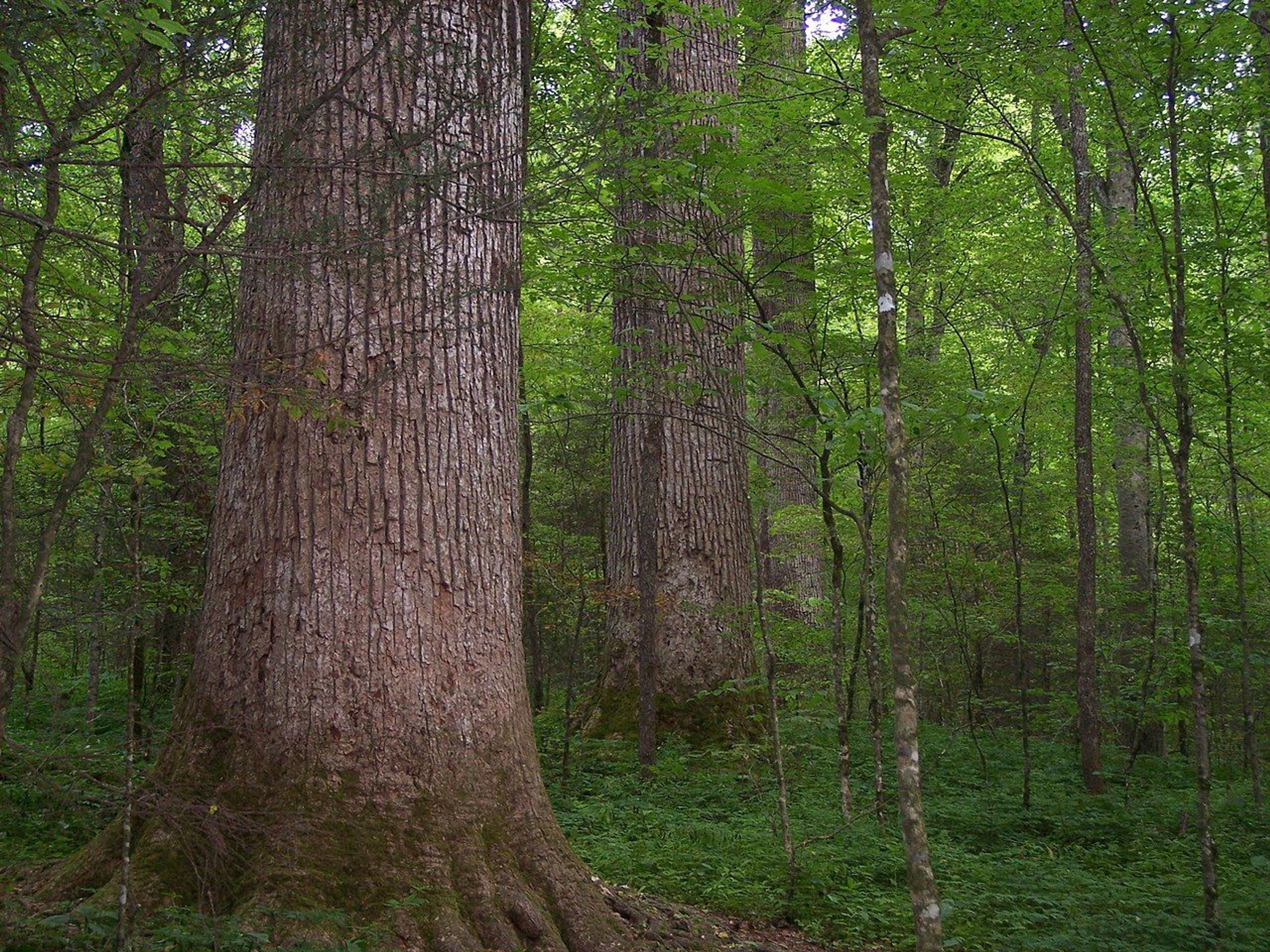 Ancient Tulip-tree grove in Joyce Kilmer Memorial Forest. Photo by Notneb82/wiki.