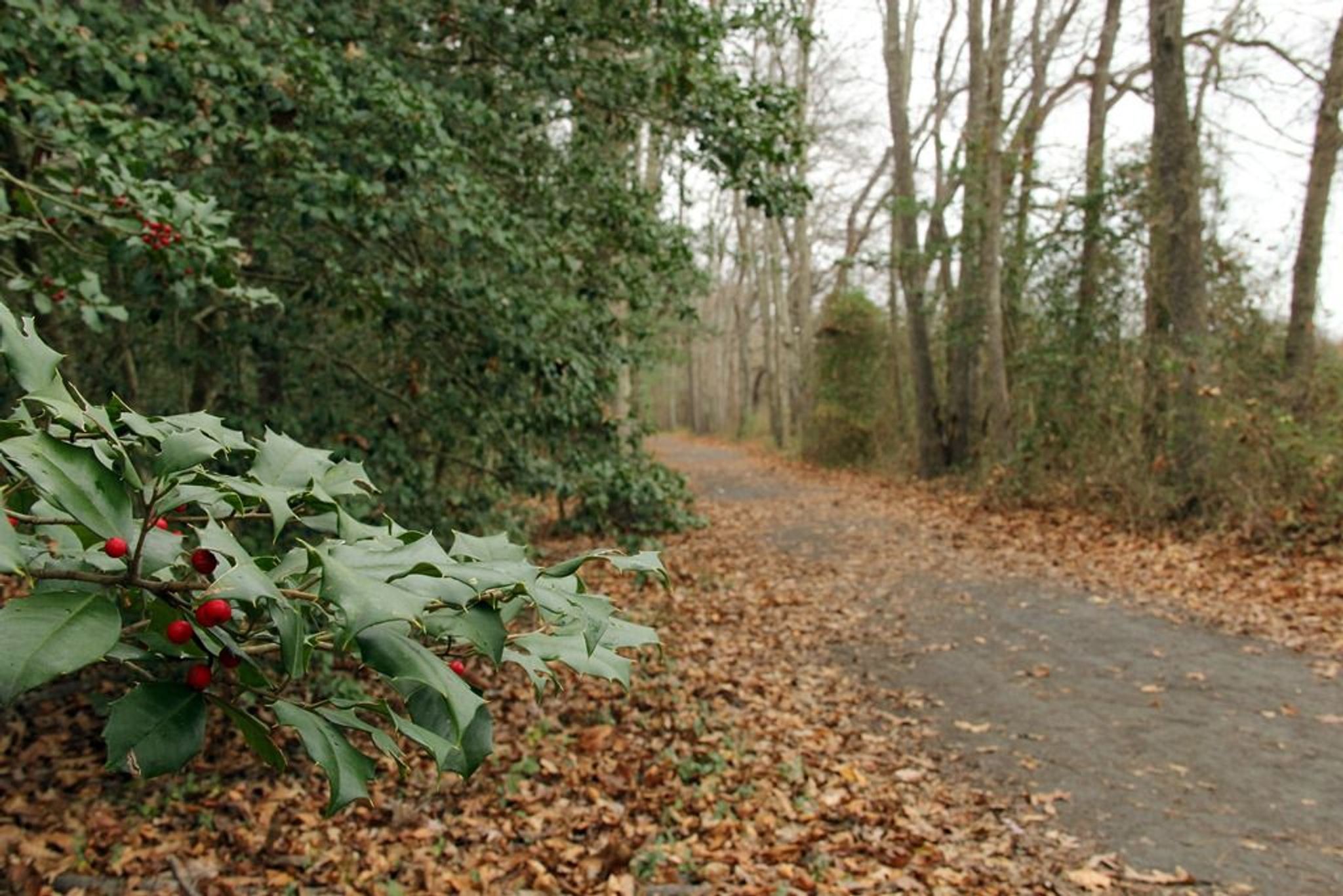 Autumn time on the Junction and Breakwater Trail means vibrant red berries from American Holly trees. Photo by Avery Dunn.