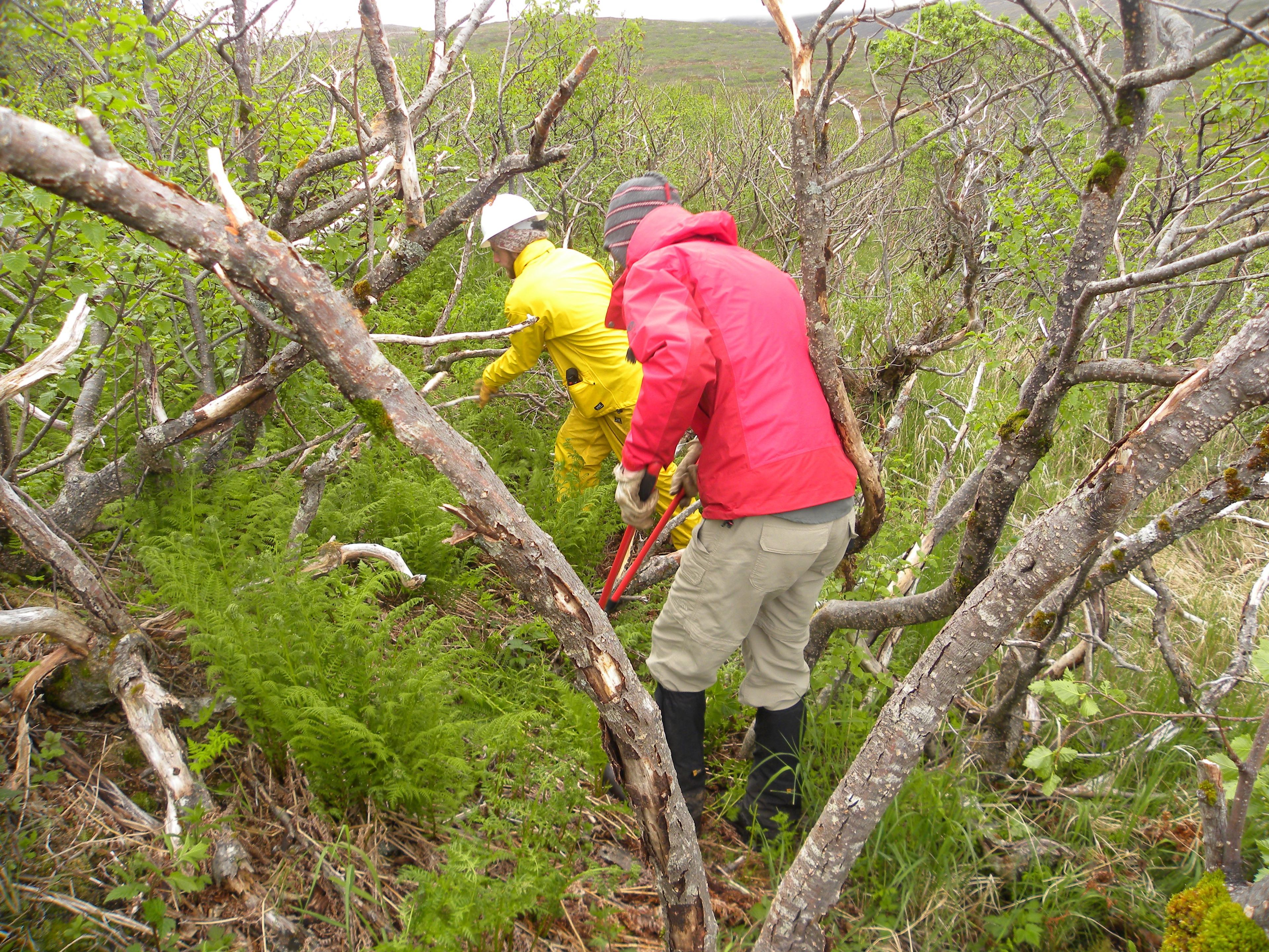 Clearing the Kanatak Trail.  Photo by Student Cons