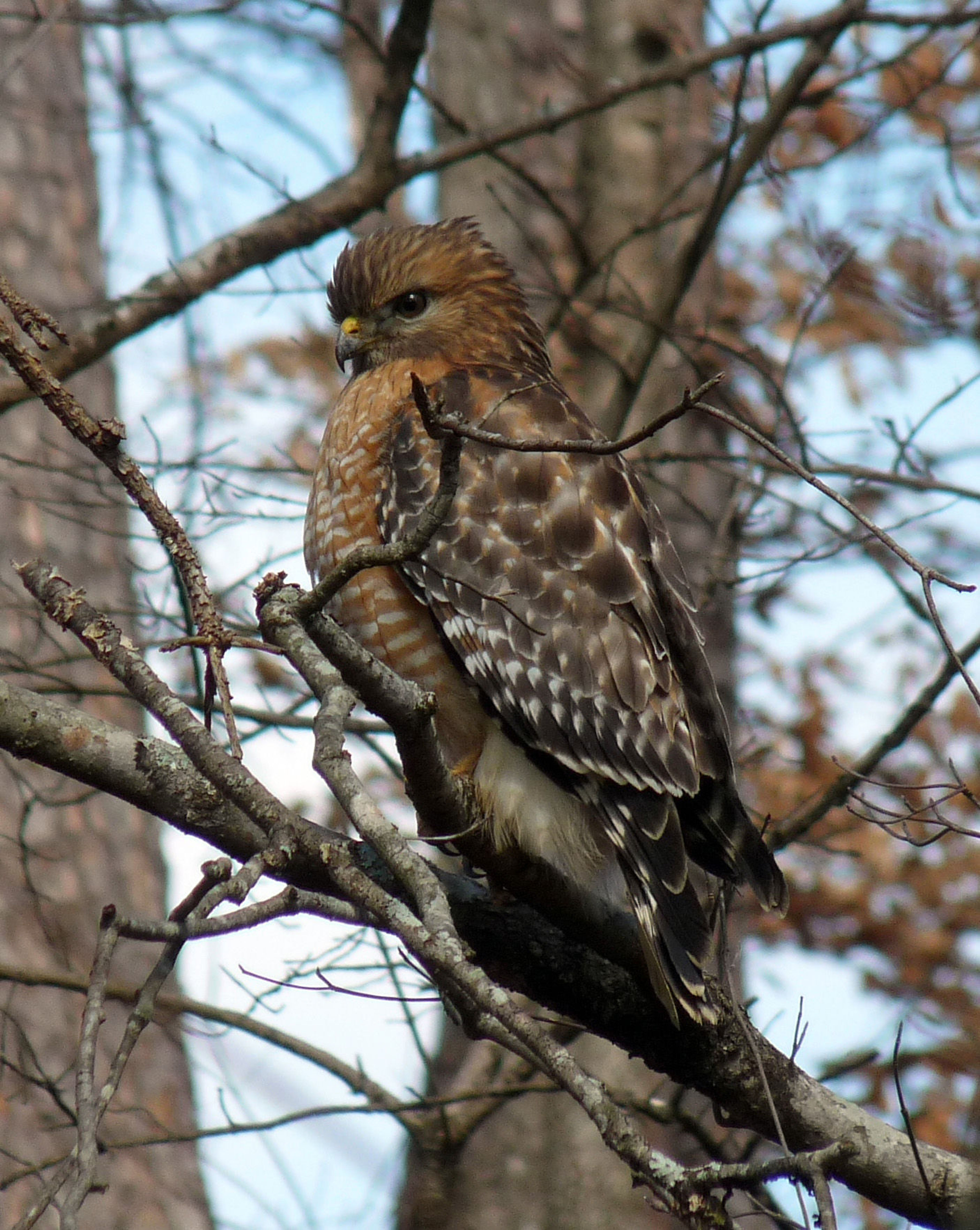 Hawk. Photo by Patricia Mobley.