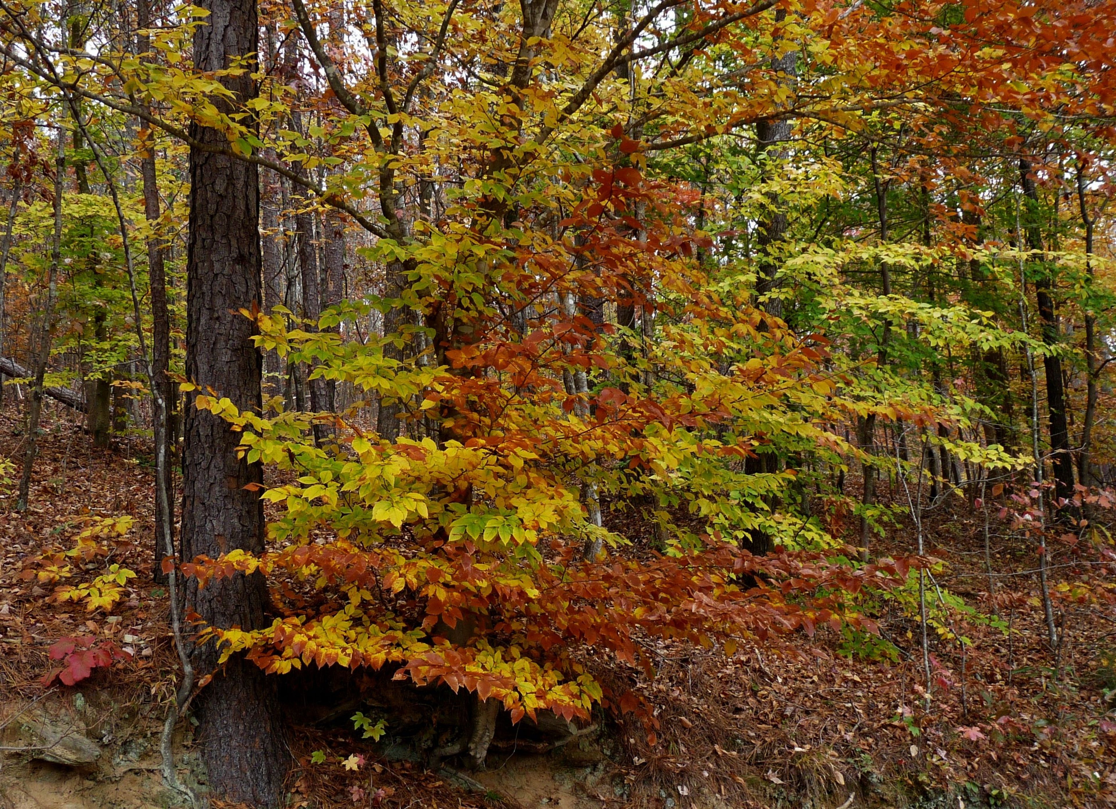 The beauty of the park. Photo by Patricia Mobley.