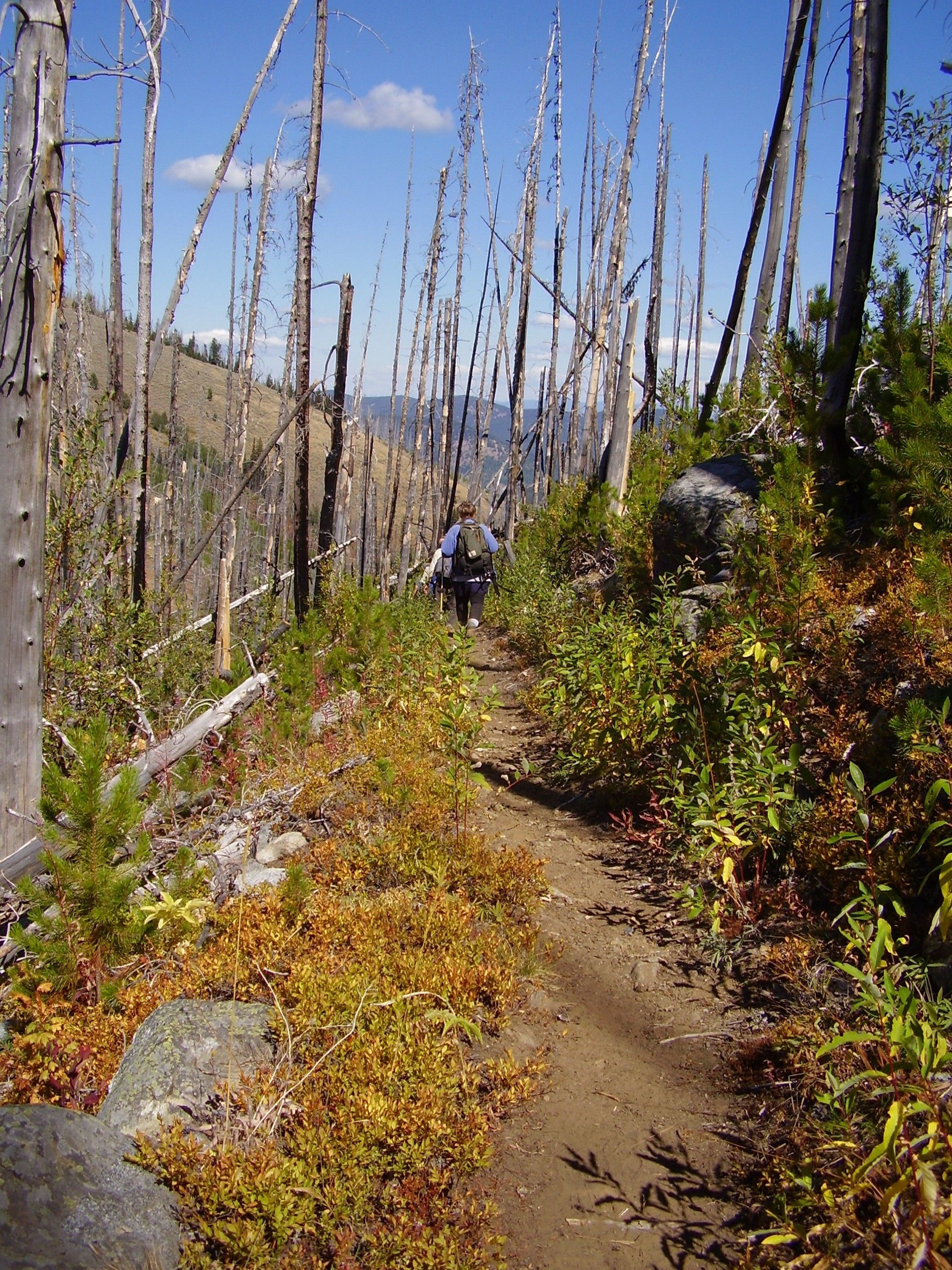 Hiking through the old White Mountain burn north of Copper Butte. Photo by Margaret Hartzell.