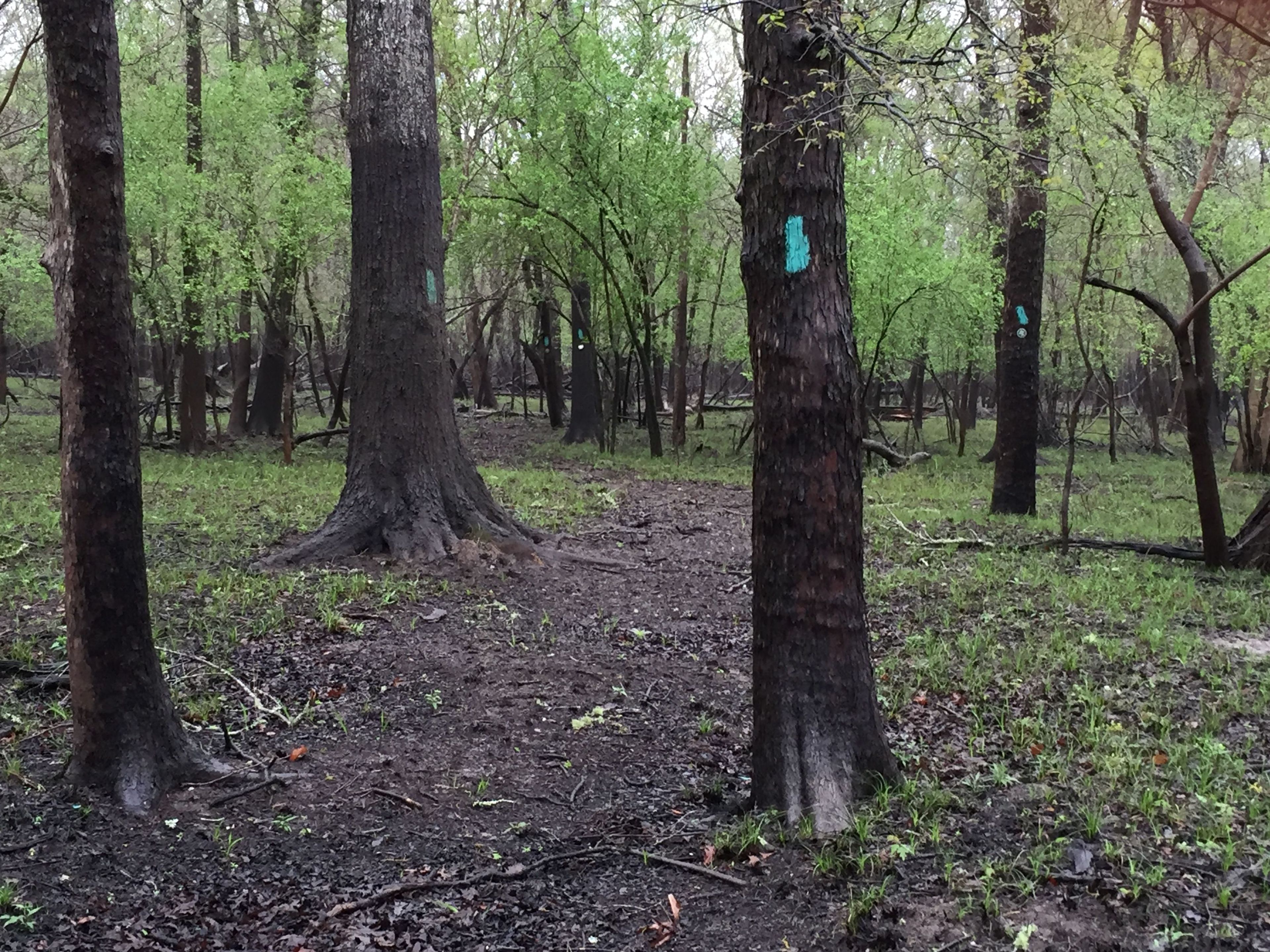 A photo of Leapin' Lizard Trail, the hiking trail immediately connected to the Knobby Knees, after a flood event.