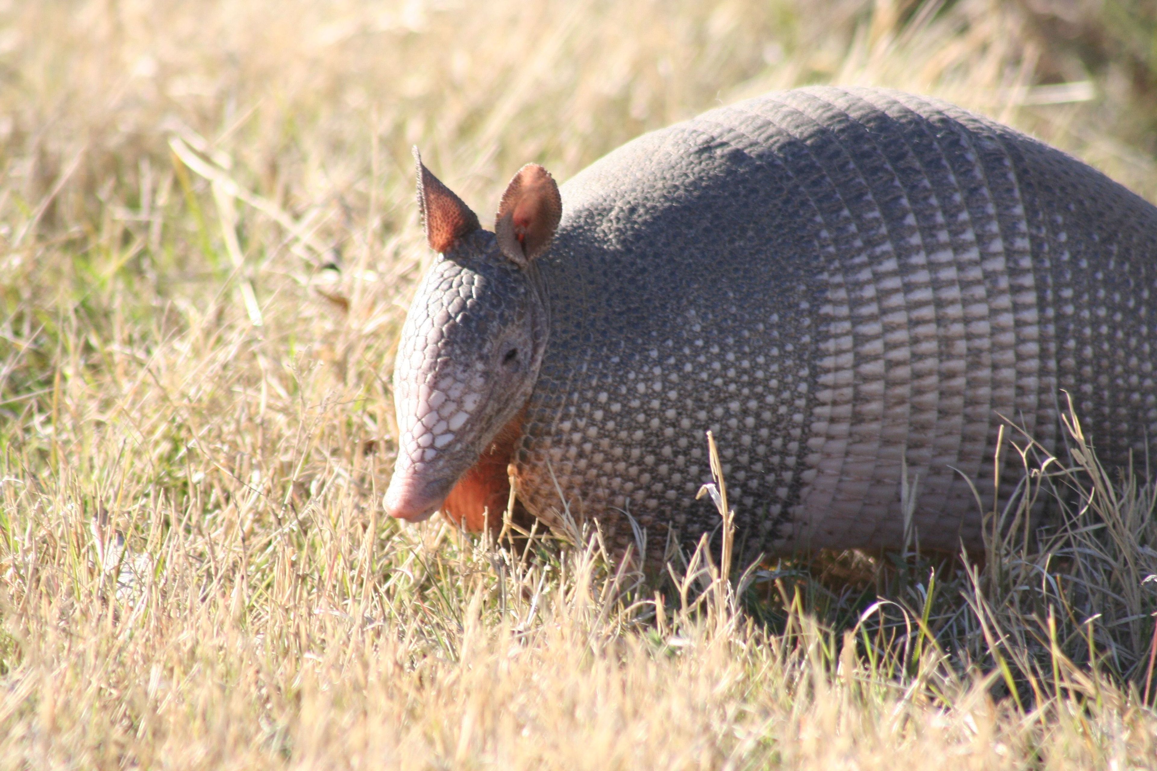 Banded Armadillo. Photo by E. Haskell.