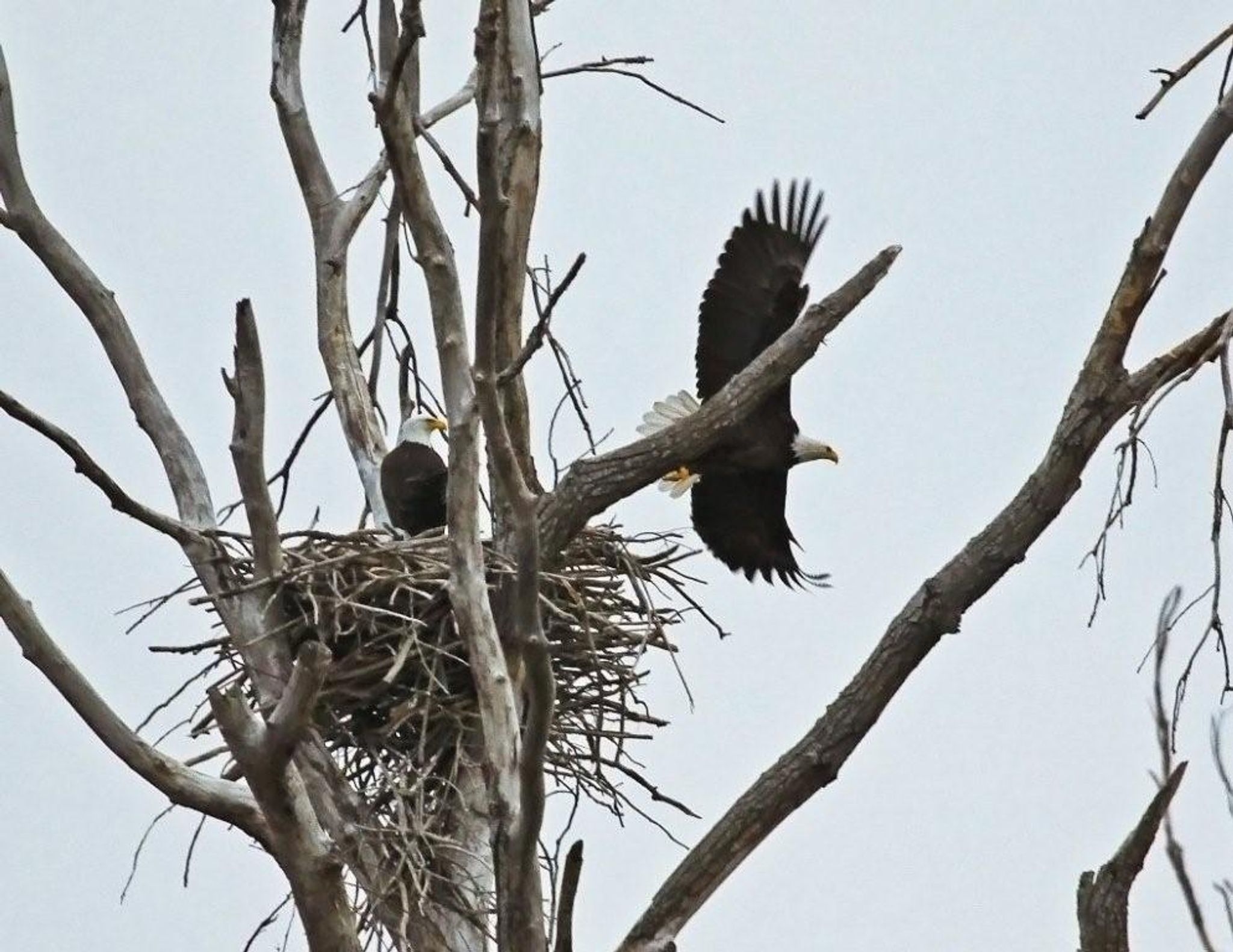 Pair of Bald Eagles nesting. Photo by Carl M. Smith.