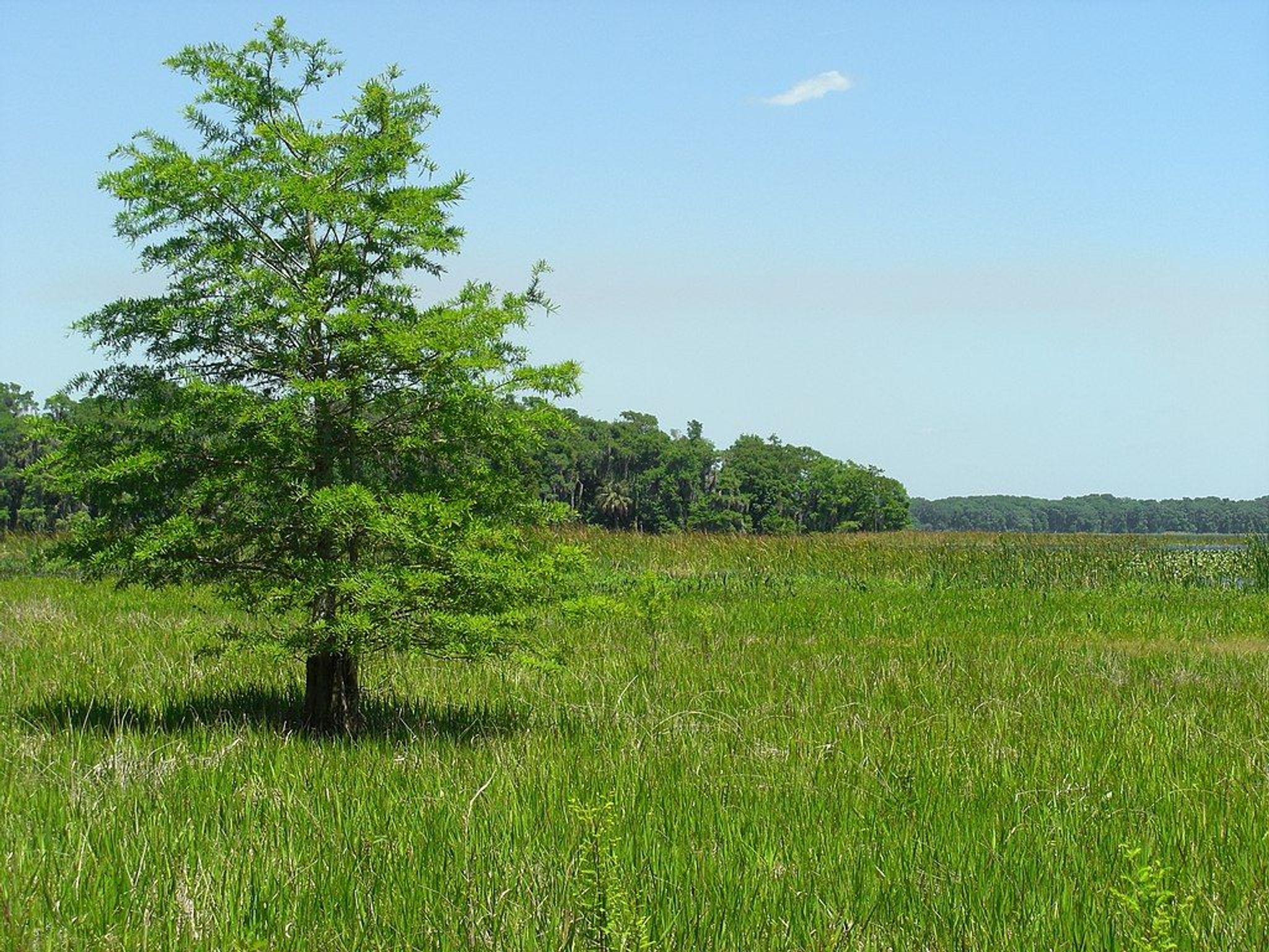 Edge of Arbuckle Lake. Photo by Jason Hollinger wiki.