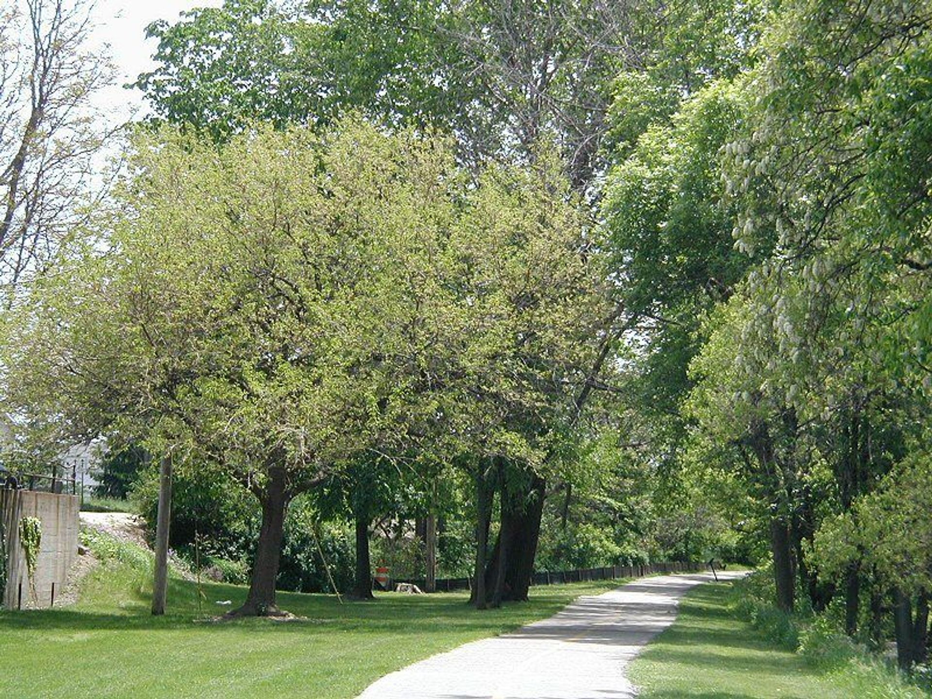 Lansing River Trail just south of the Kalamazoo Street Bridge in downtown Lansing. Photo by Criticalthinker/wiki.