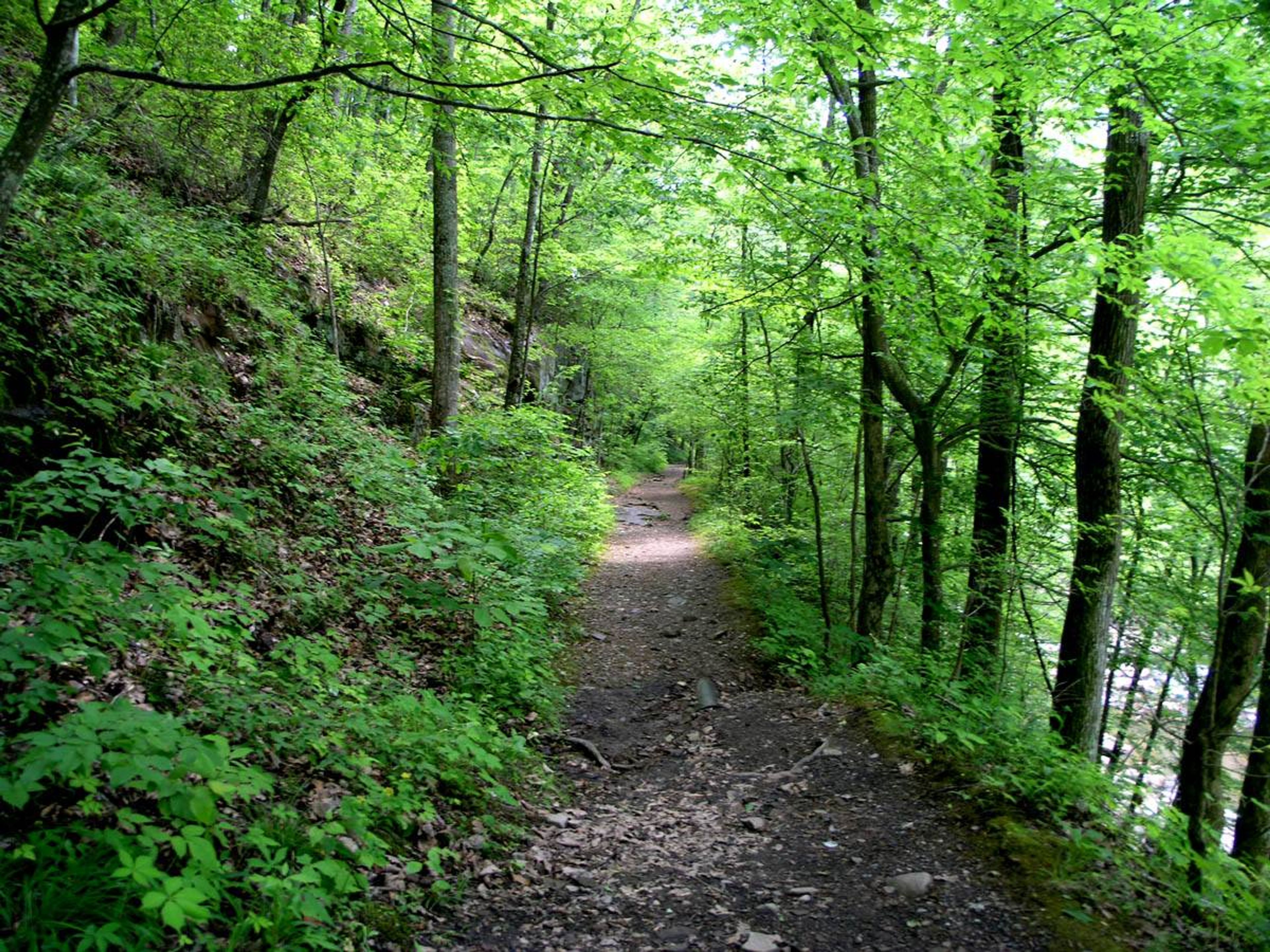 Laurel-Snow State Natural Area. Photo by Tennessee DEC.