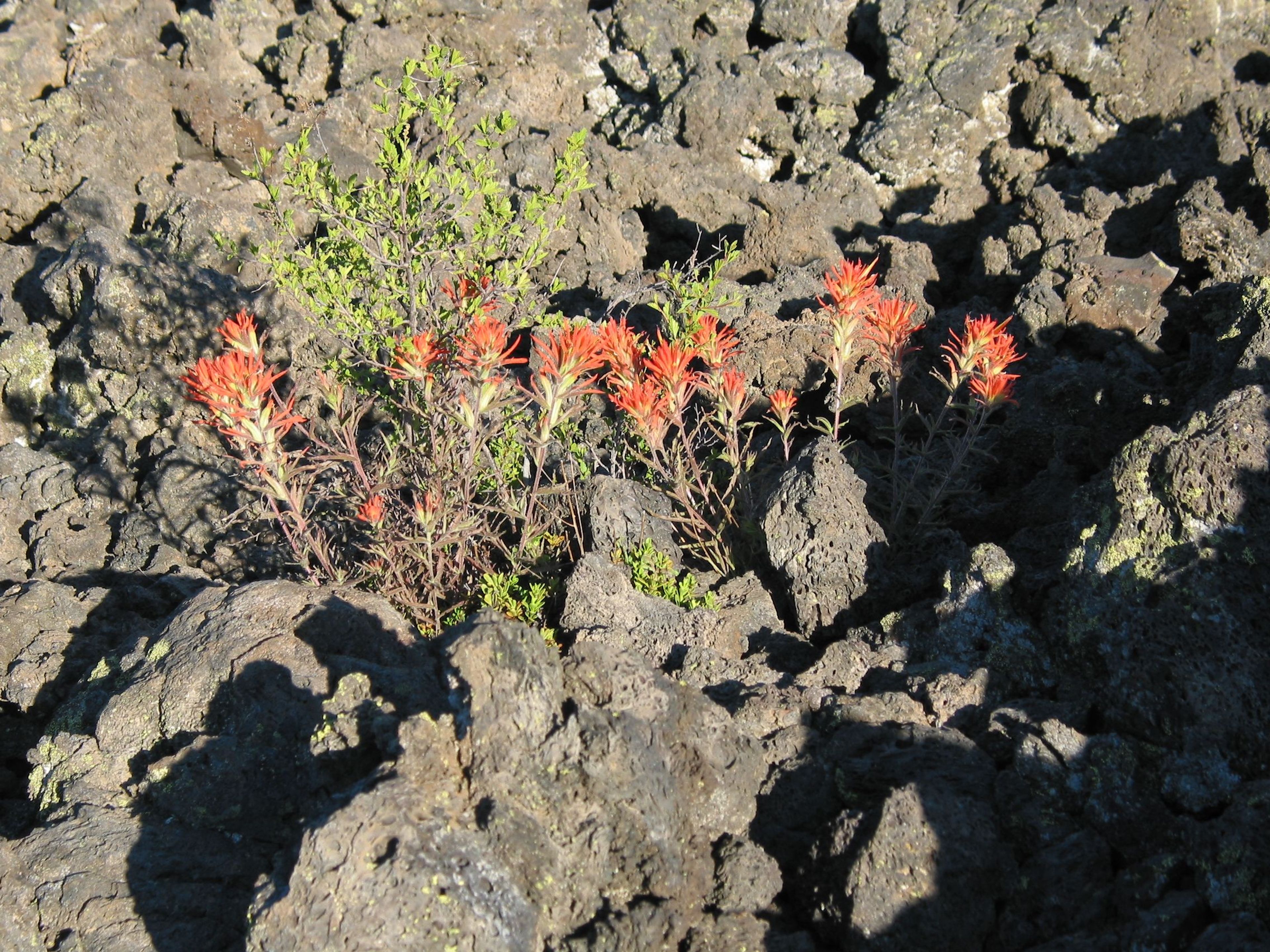 Wildflowers growing out of lava flow. Photo by Linda Thomas and Lane Thomas.