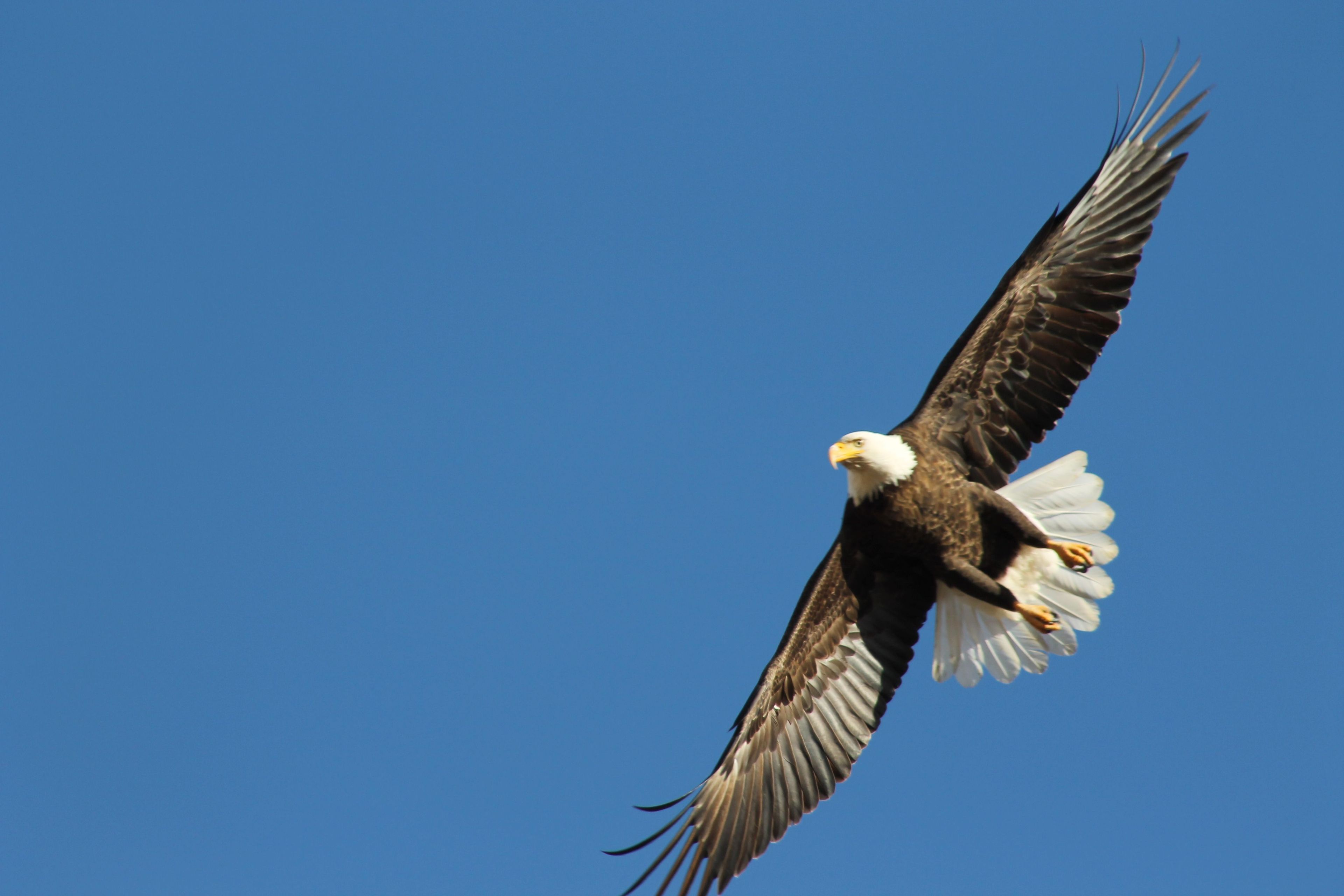 Bald Eagle in flight. Photo by Kimi Smith.