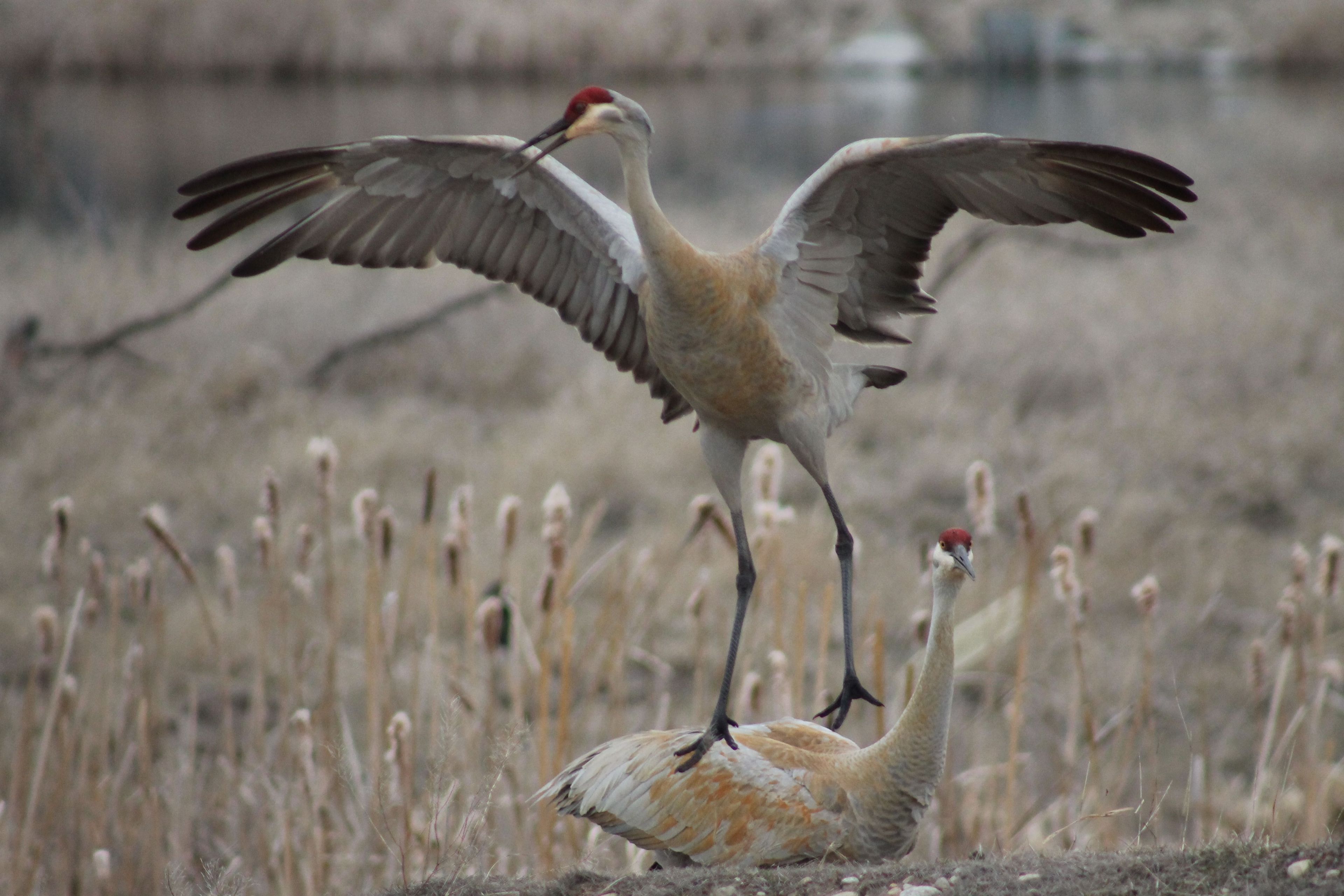 Sandhill Crane. Photo by Kimi Smith.