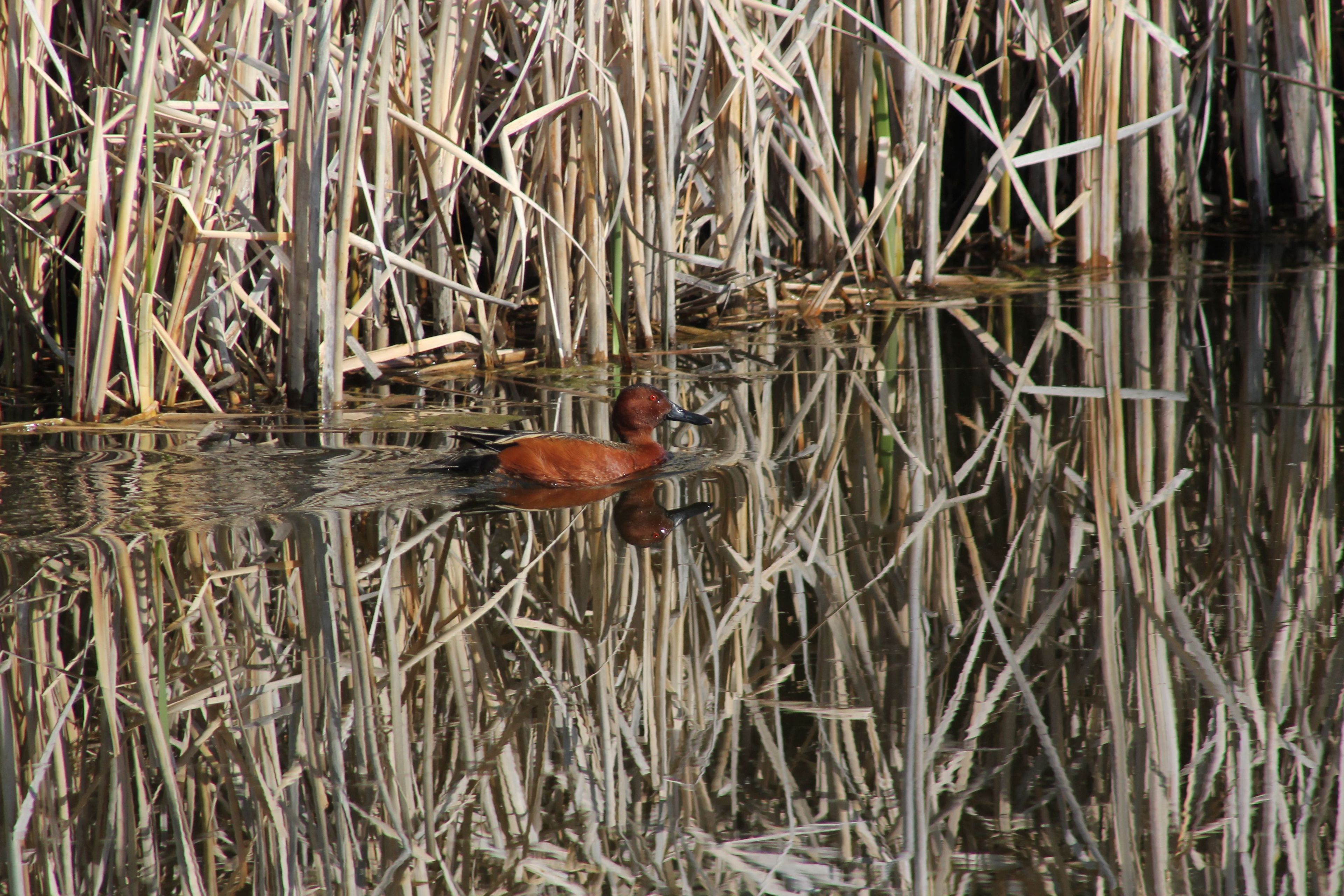 Cinnamon Teal. Photo by Kimi Smith.