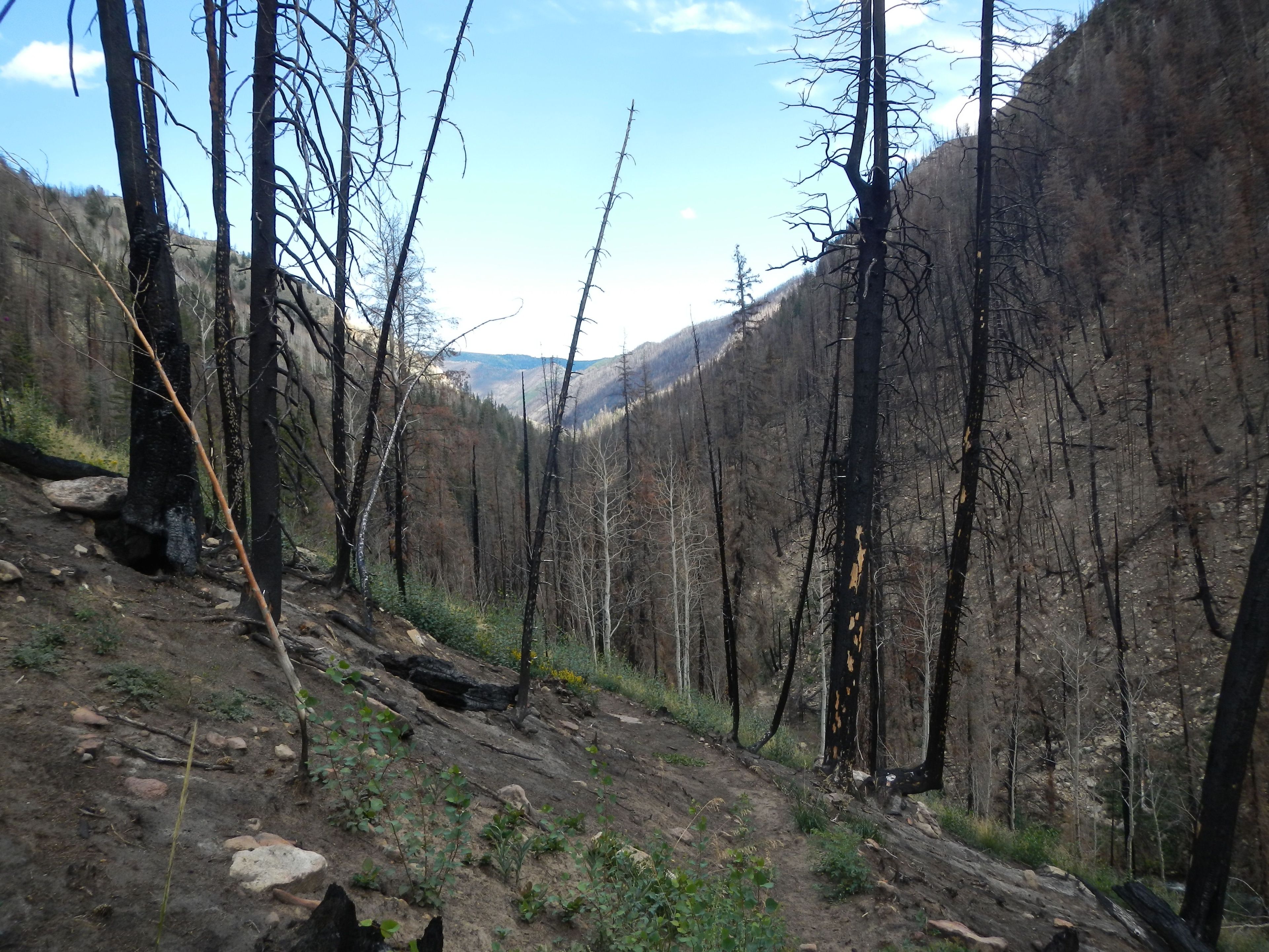 Left Fork Hungtington Creek Seely Fire burn area.