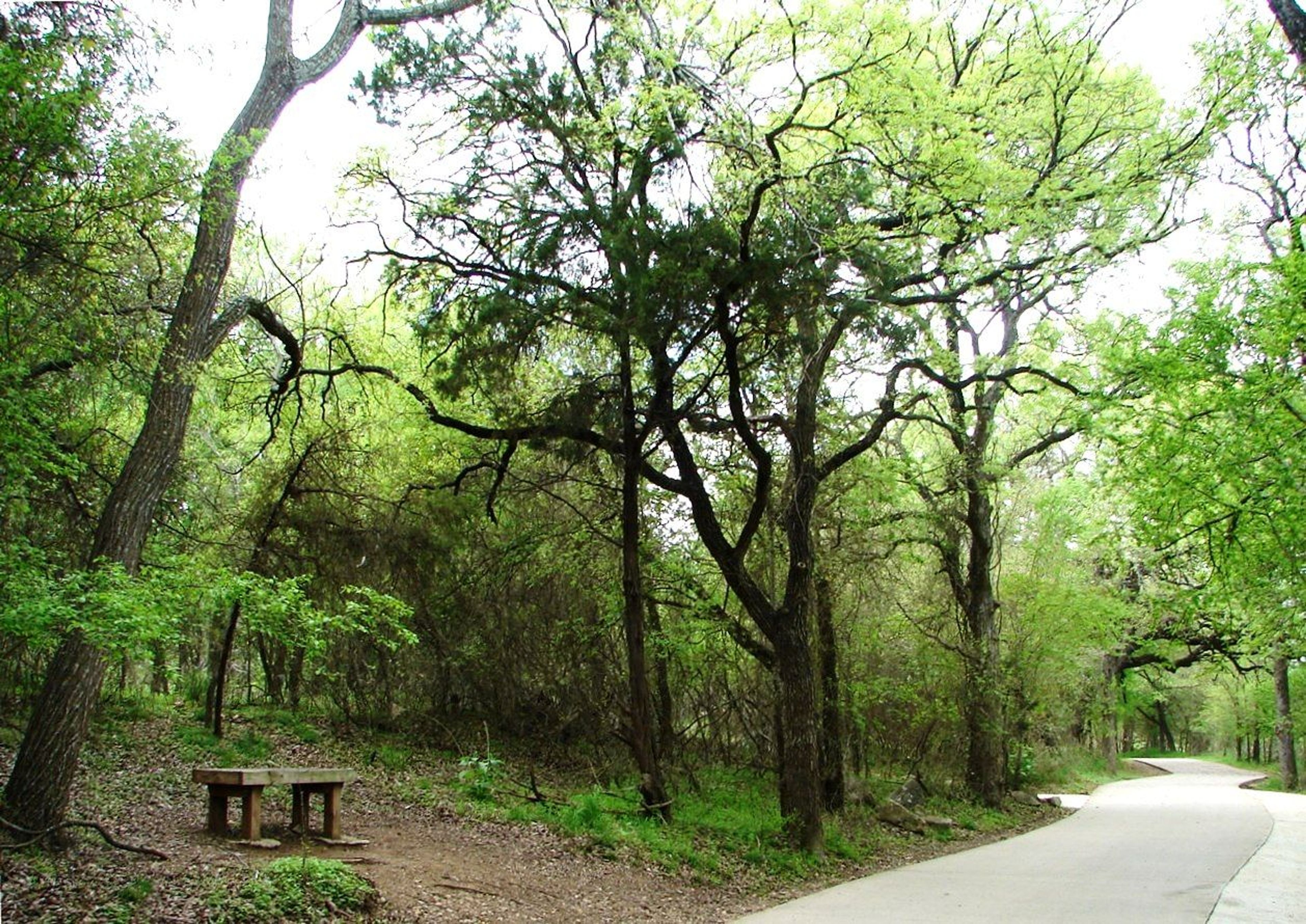 Solitary wood bench located along the Leon Creek Greenway. Photo by Adelyn Alanis.