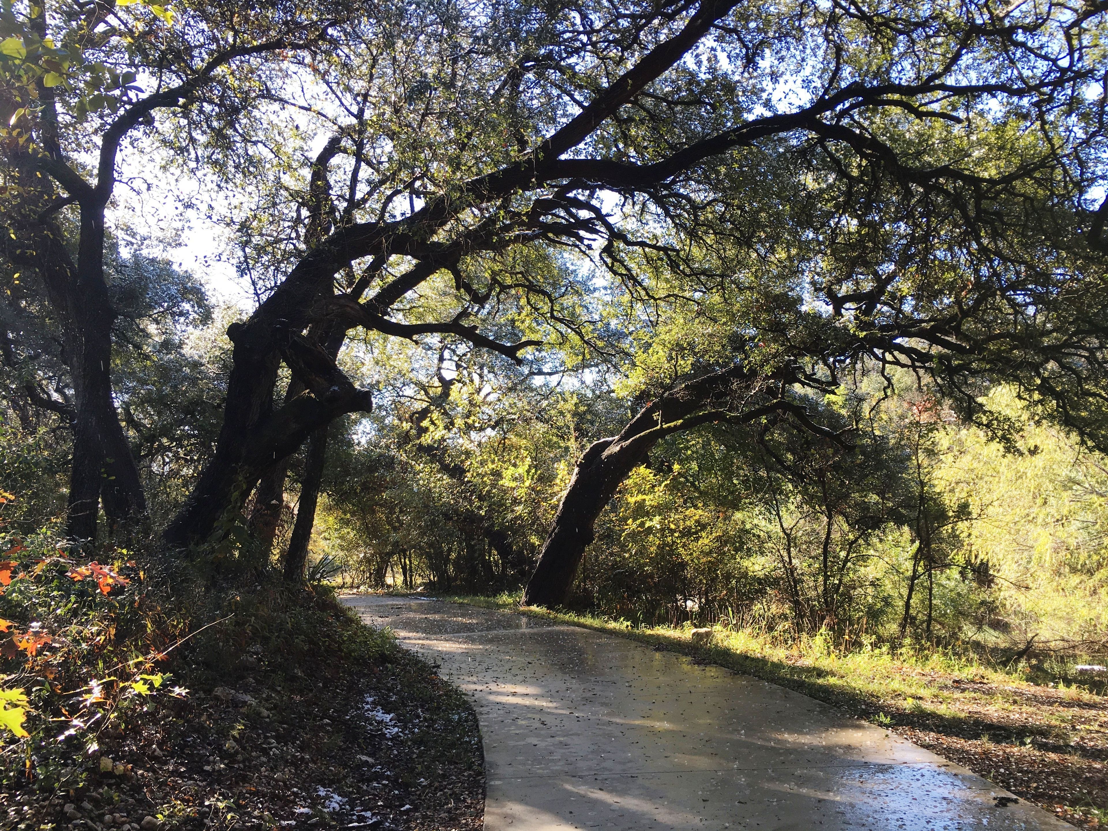 Beautiful leaning oak trees line the preserved Leon Creek Greenway area in urban San Antonio. Photo by Adelyn Alanis.