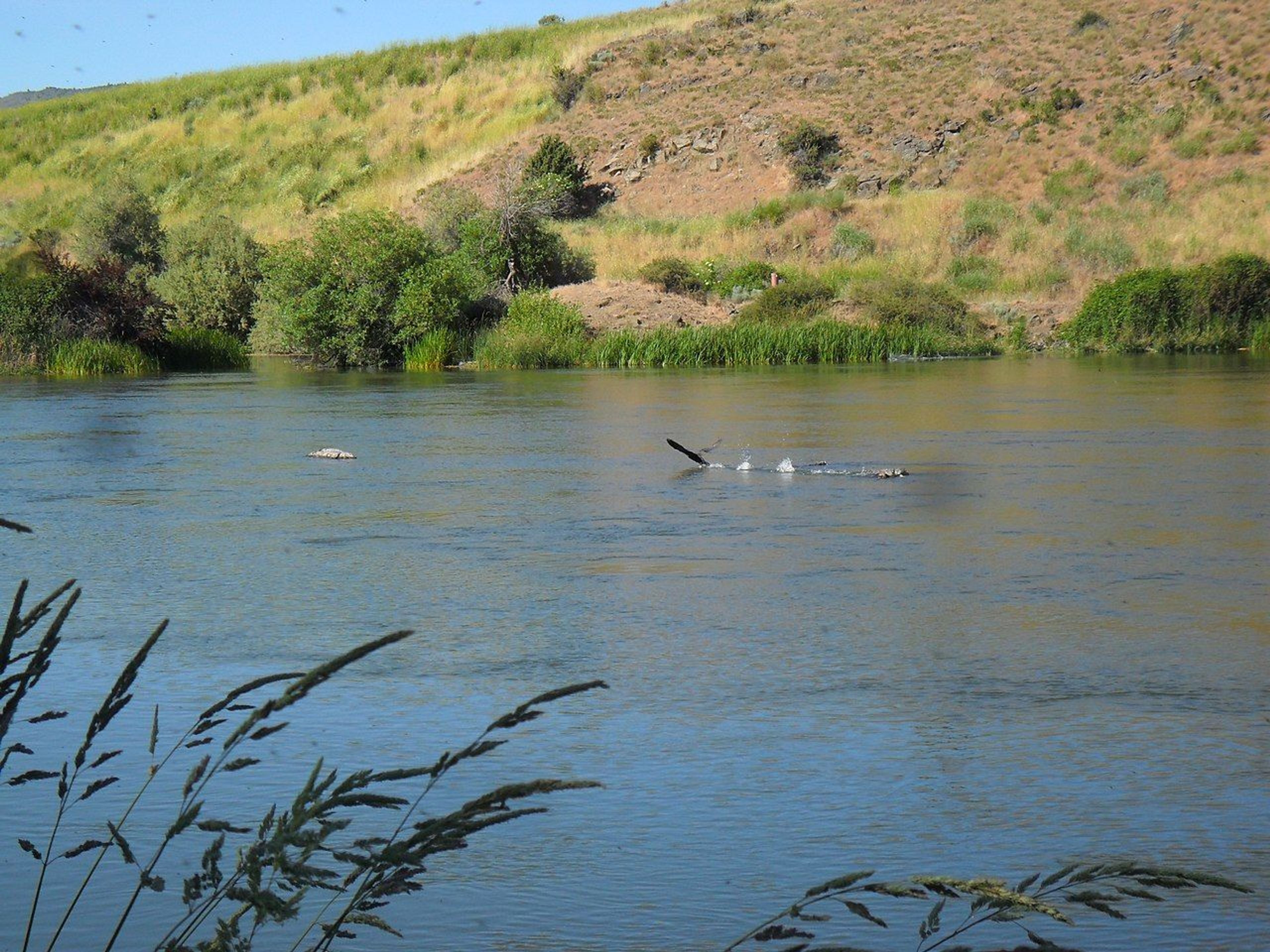 Black Heron on Link River. Photo by Bobjgalindo/wiki.