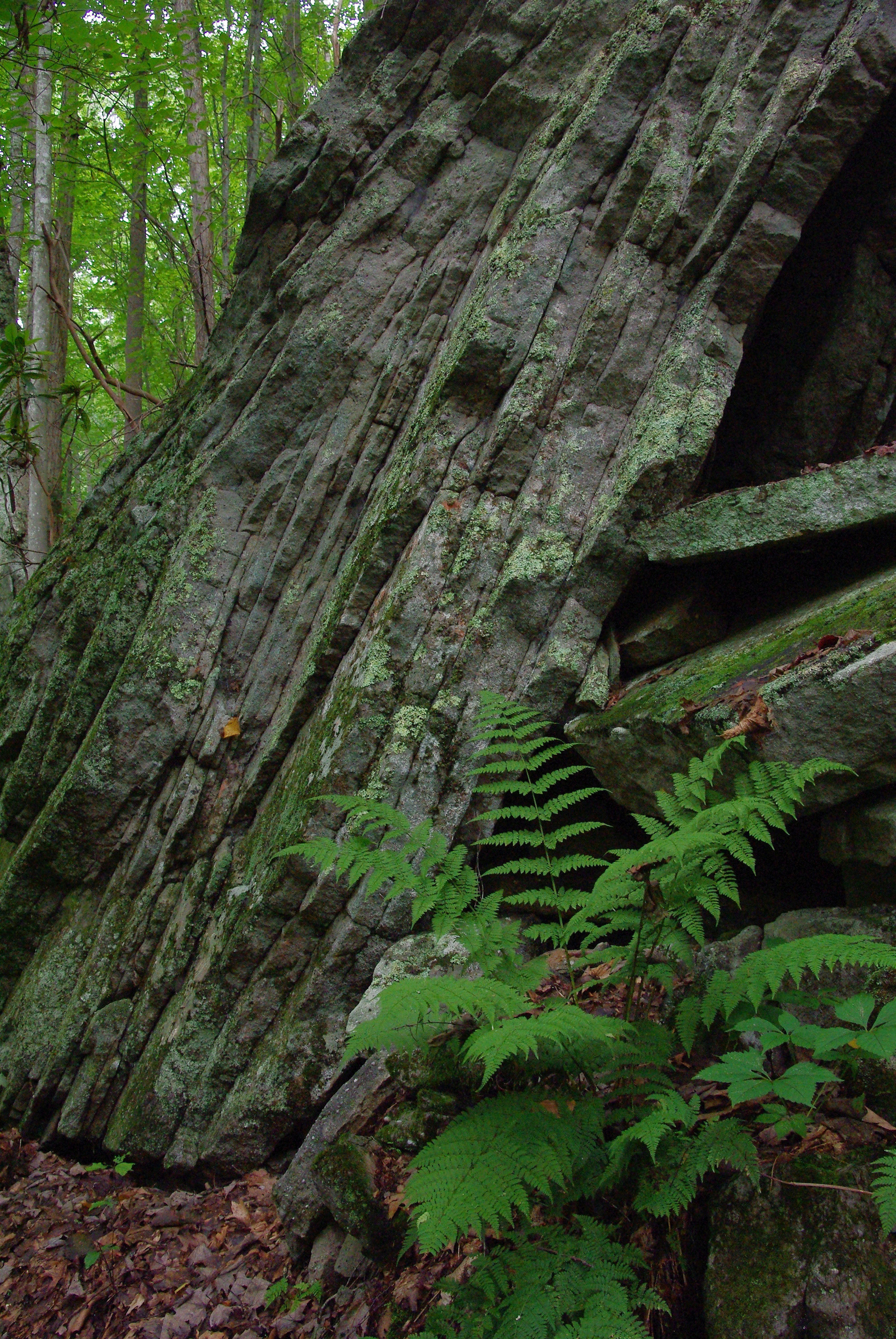 Fern amidst rock layers. Photo by Marty Silver.