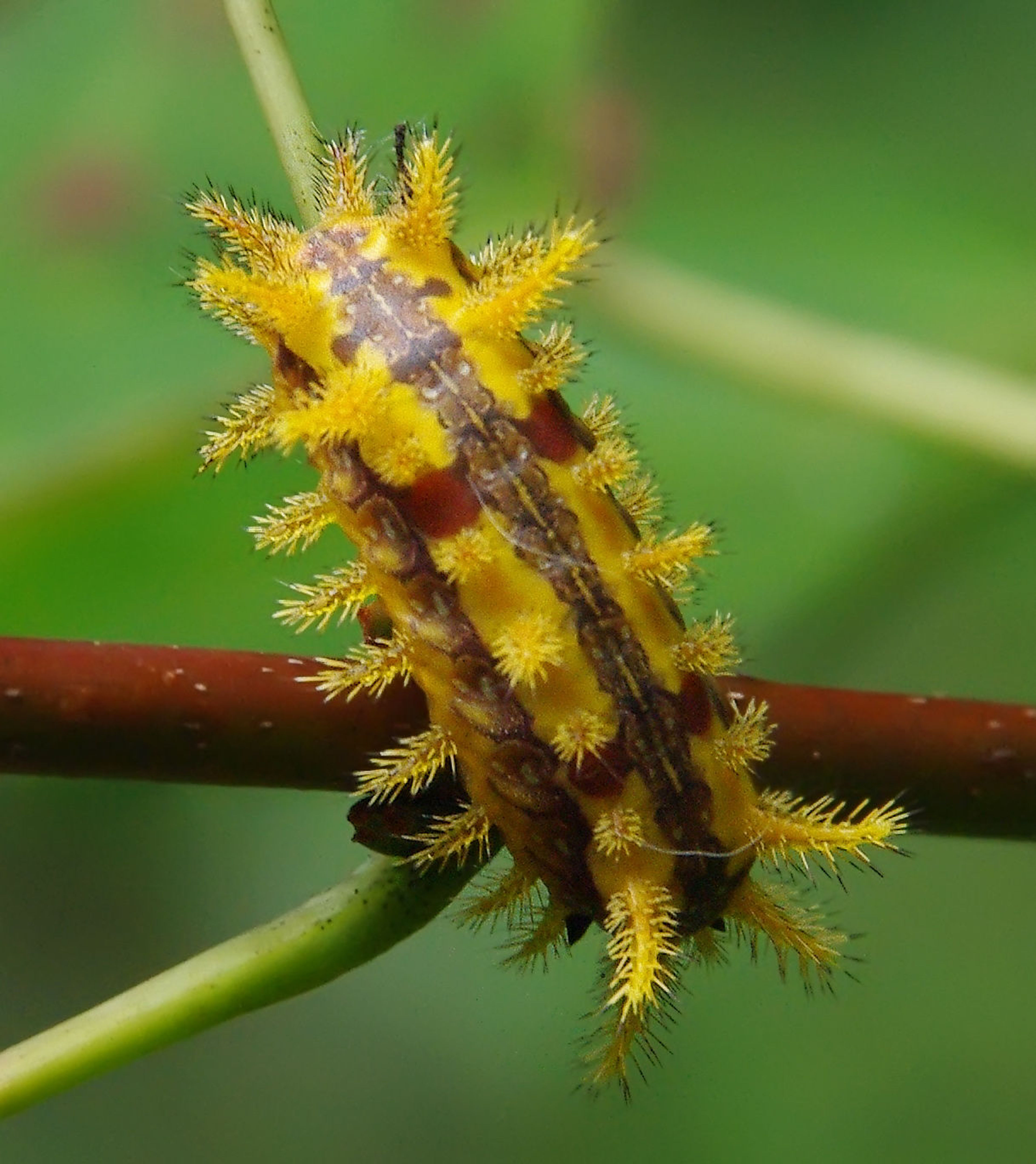 Yellow Slug Moth caterpillar. Photo by Marty Silver.