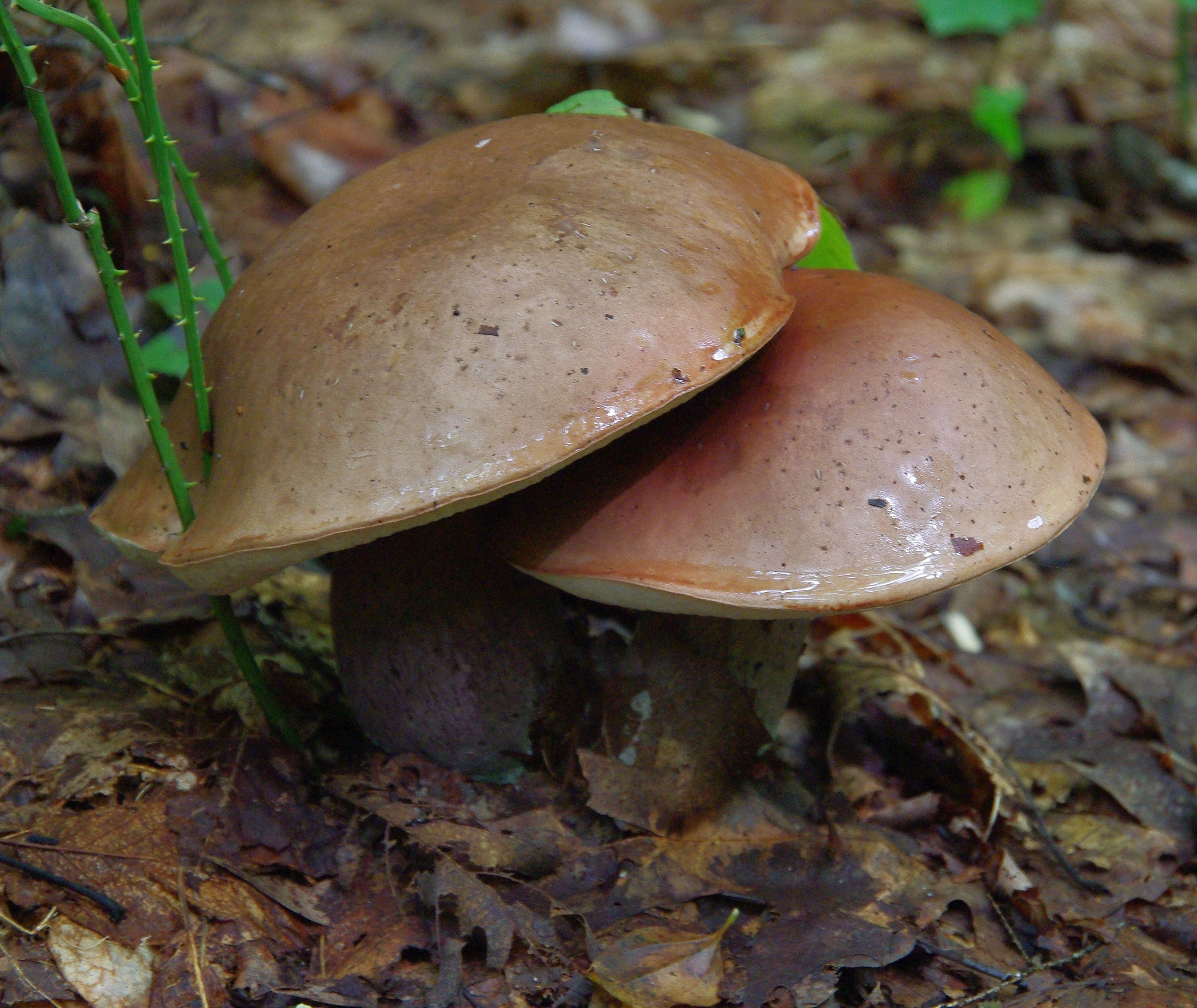 Twin Boletes. Photo by Marty Silver.