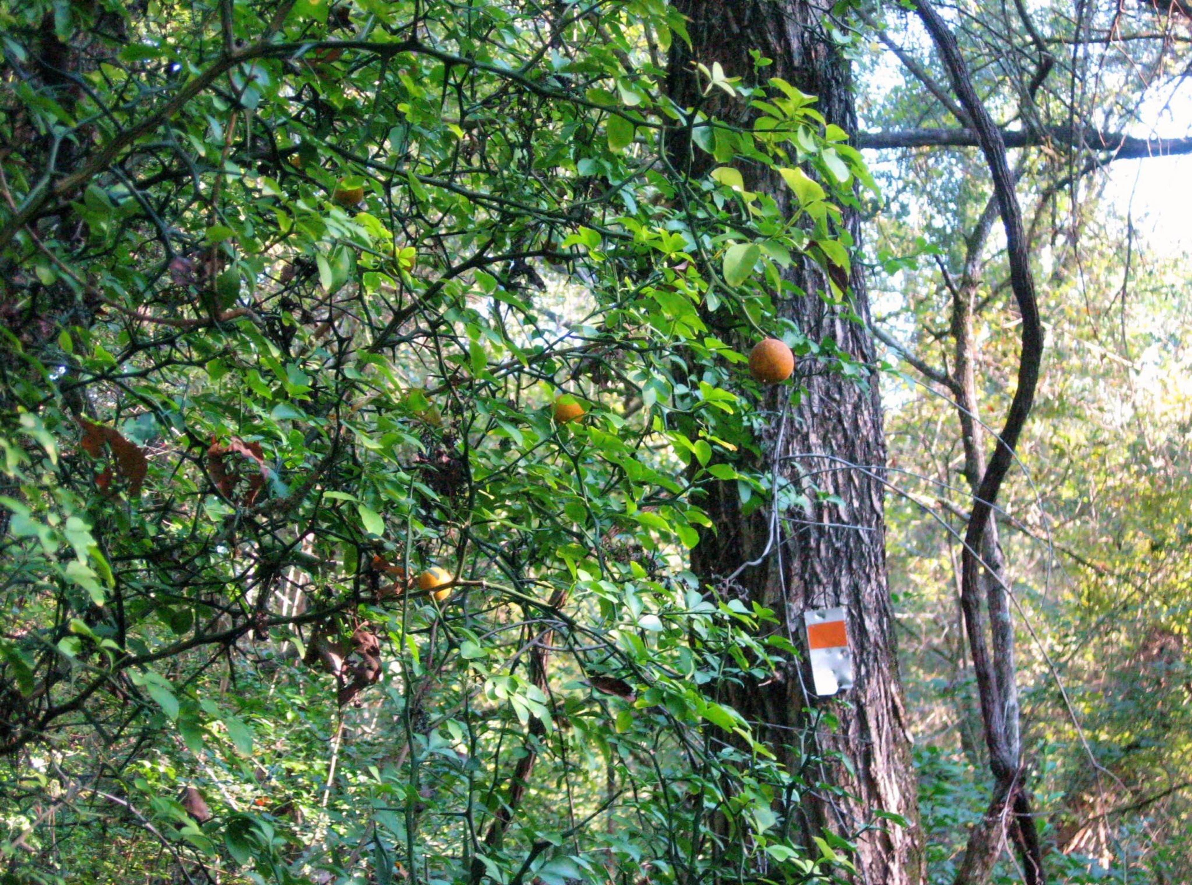 Orange blaze. Photo by Lone Star Trail Hiking Club.