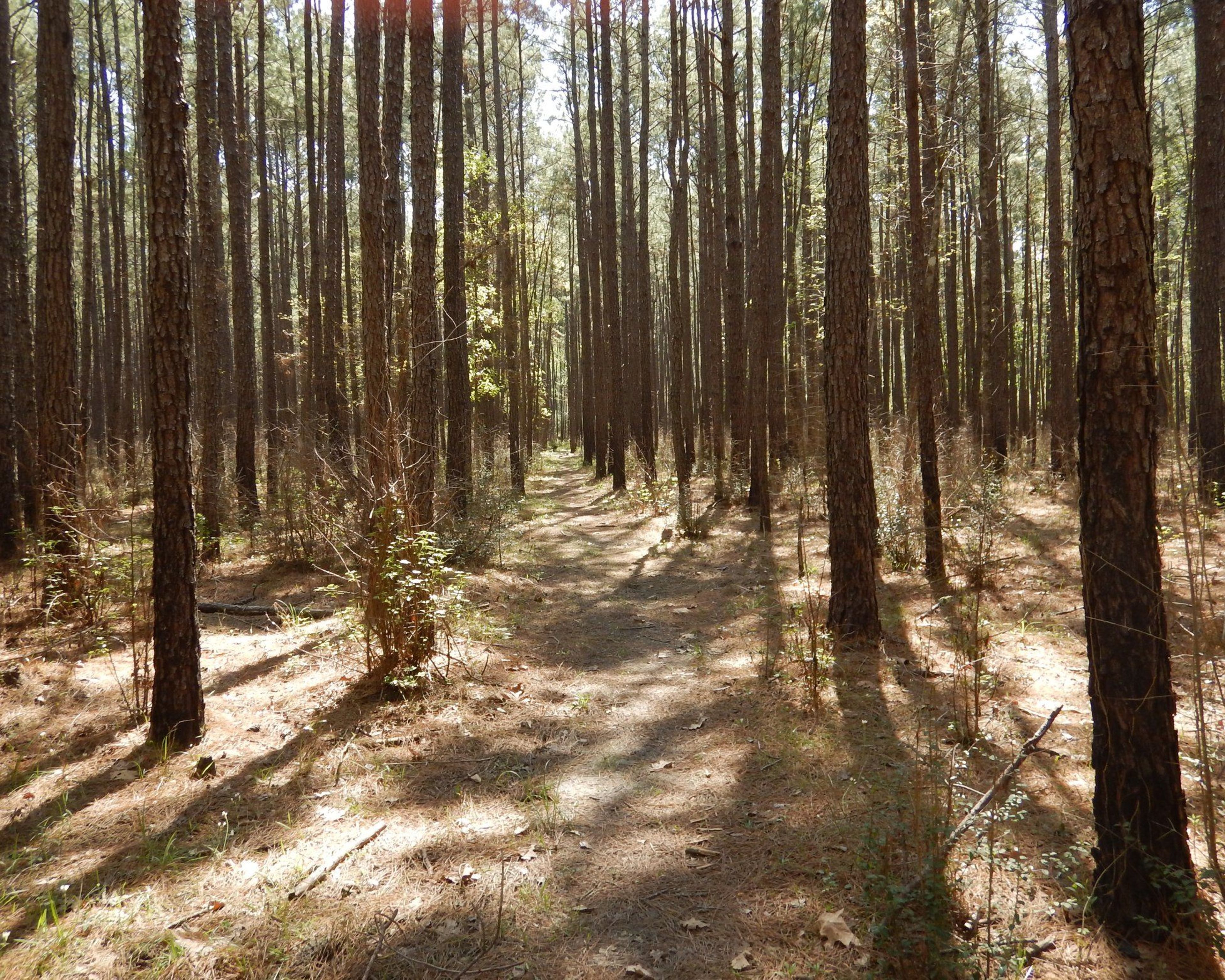 Big Woods Section from Trailhead #9. Photo by Lone Star Trail Hiking Club.